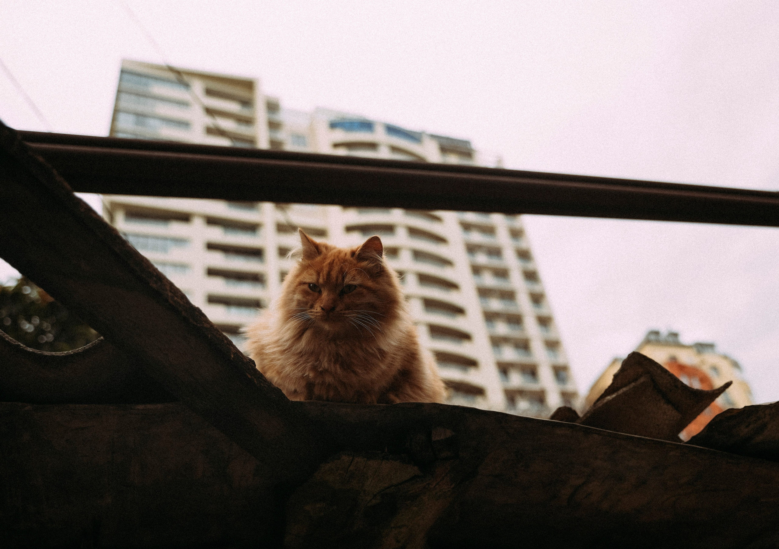 Кот шпедингера. Стрит-фотография, полная абсурда, идиотизма и красоты