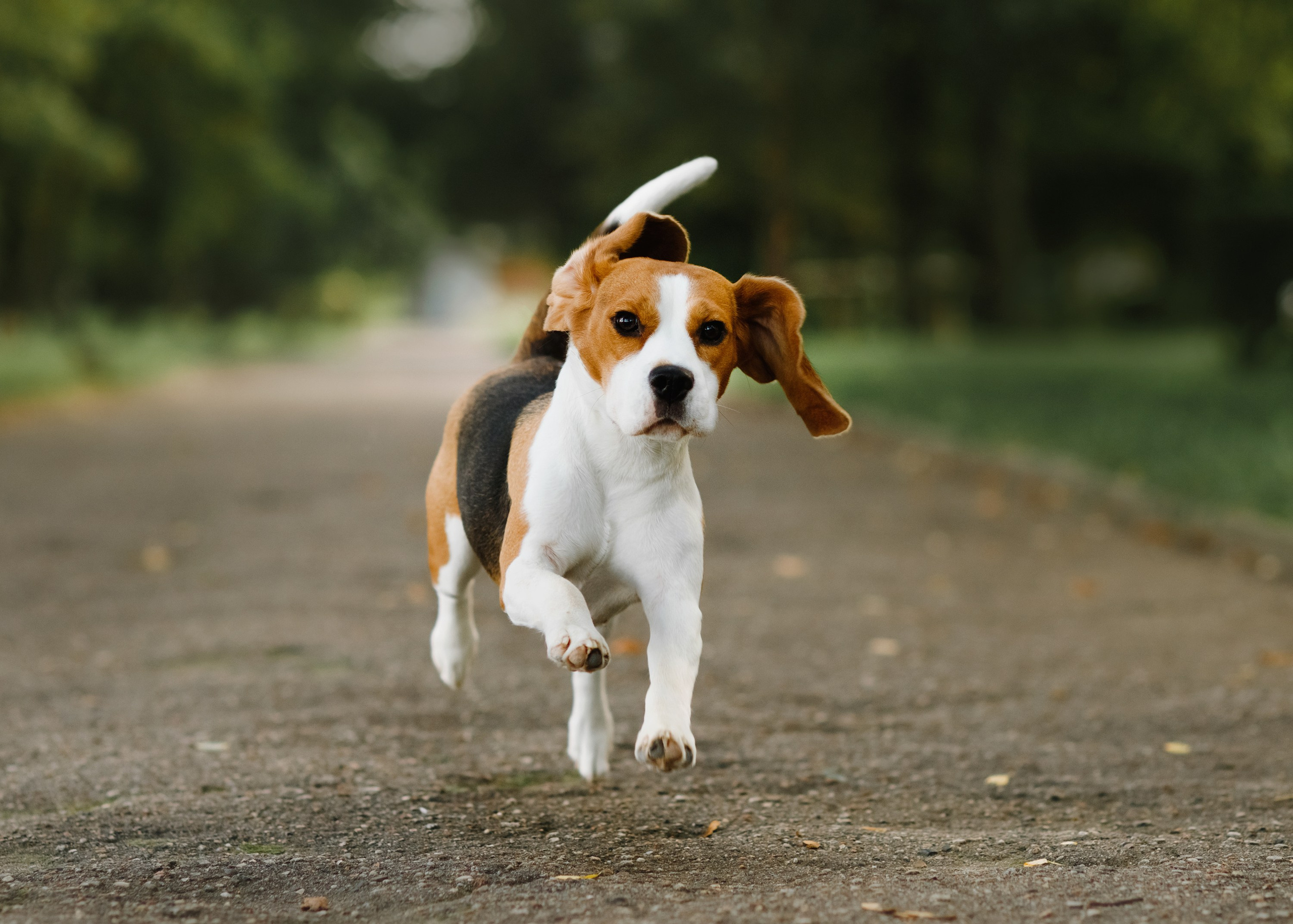 Summer photo day for dog handler. Kaja | fotograf we Wrocławiu | ludzie i psy