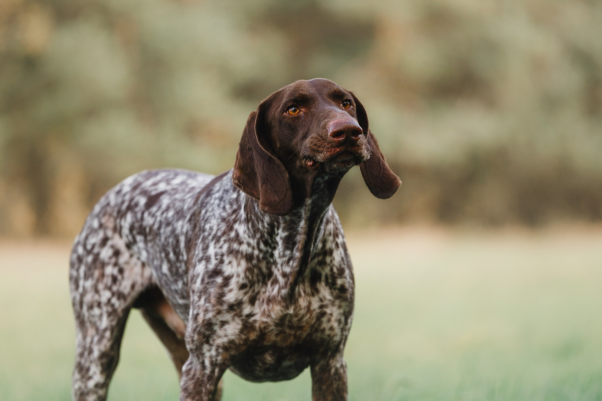 «Kasmach» dogs ammunition. Kaja | fotograf we Wrocławiu | ludzie i psy