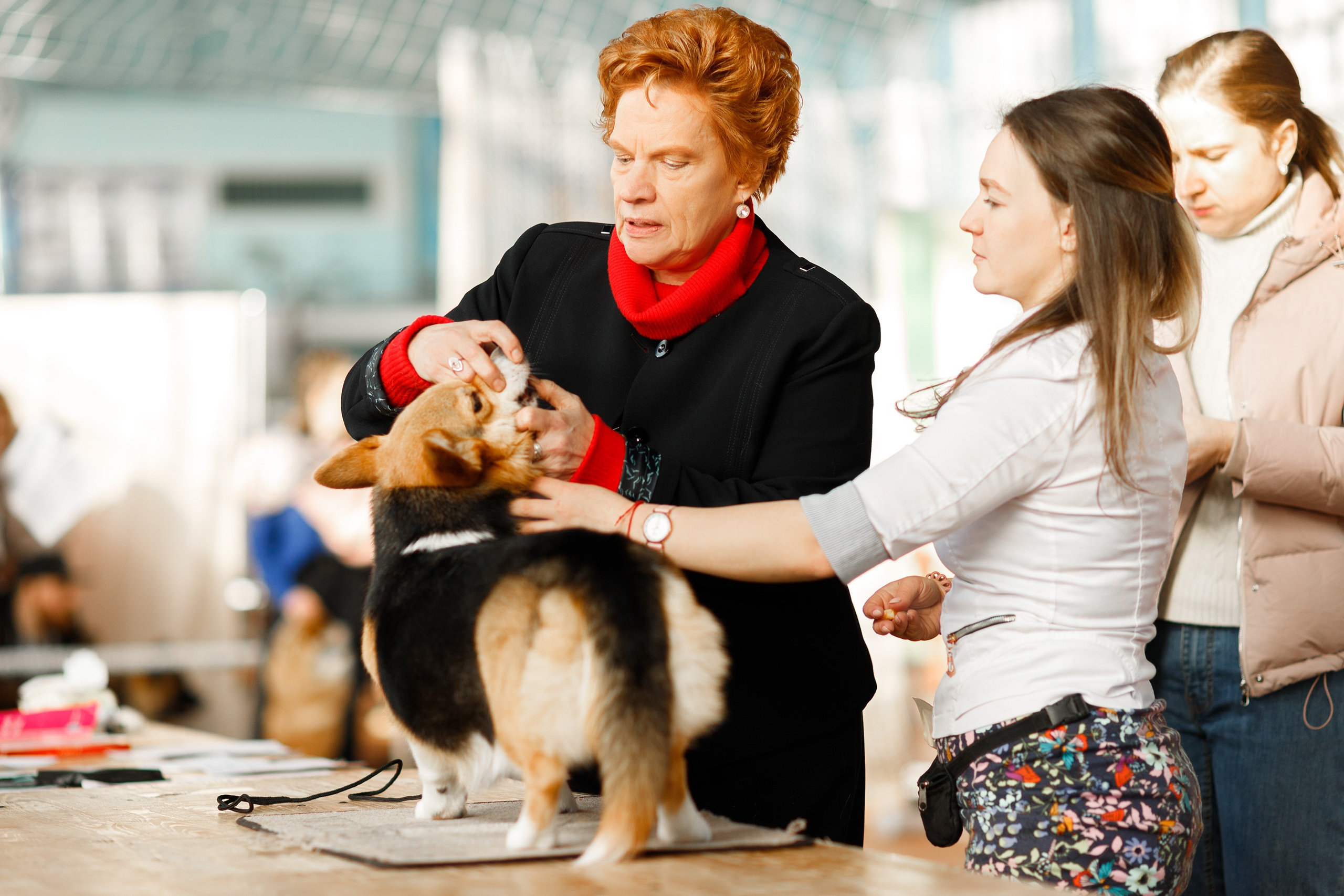Dog shows | the best ones. Kaja | fotograf psów we Wrocławiu
