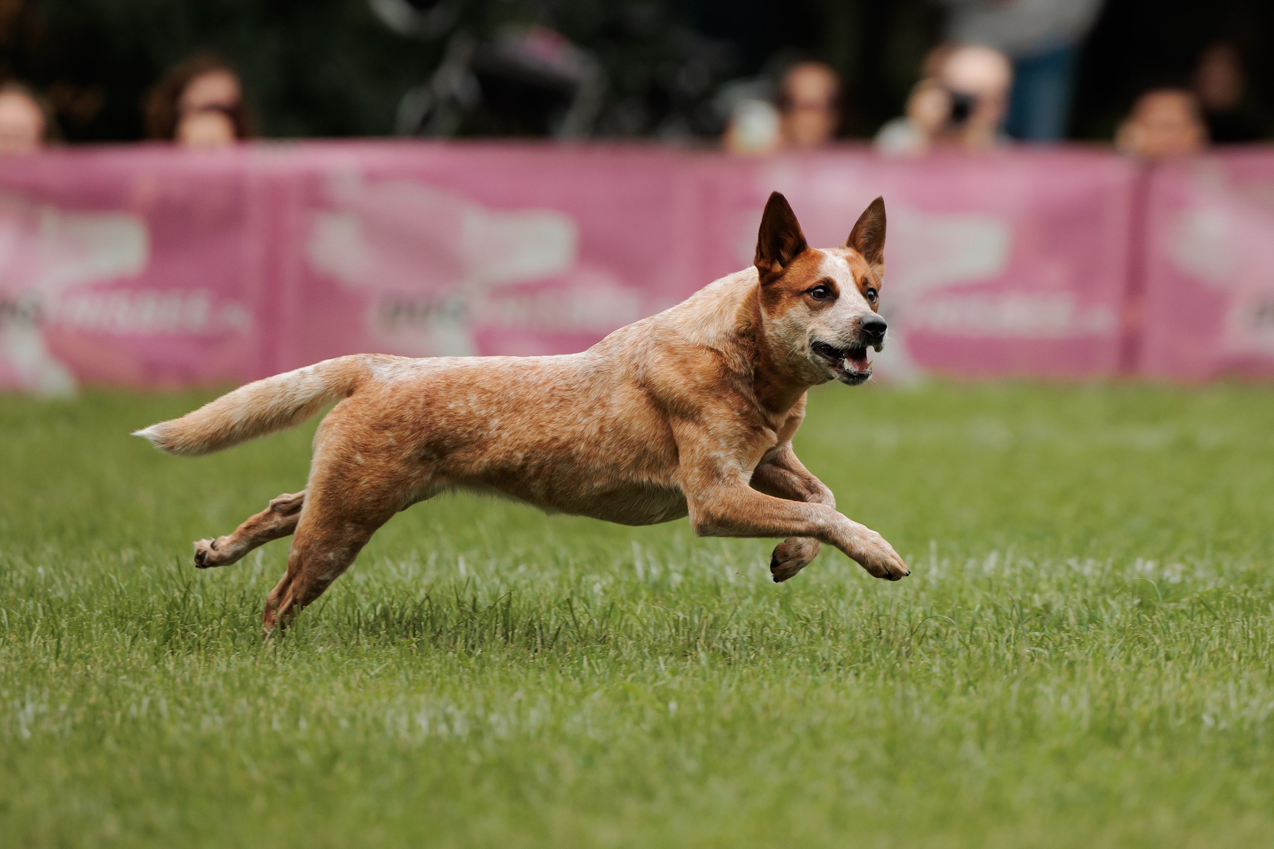 Latające psy, Wrocław'25. Kaja | fotograf psów we Wrocławiu