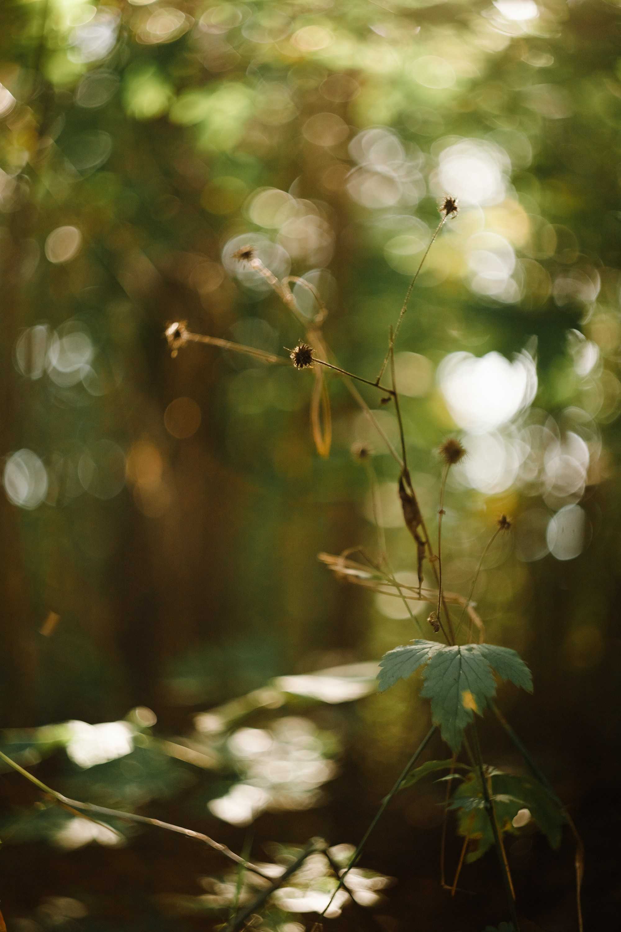 Grodno. Kaja | fotograf we Wrocławiu | ludzie i psy