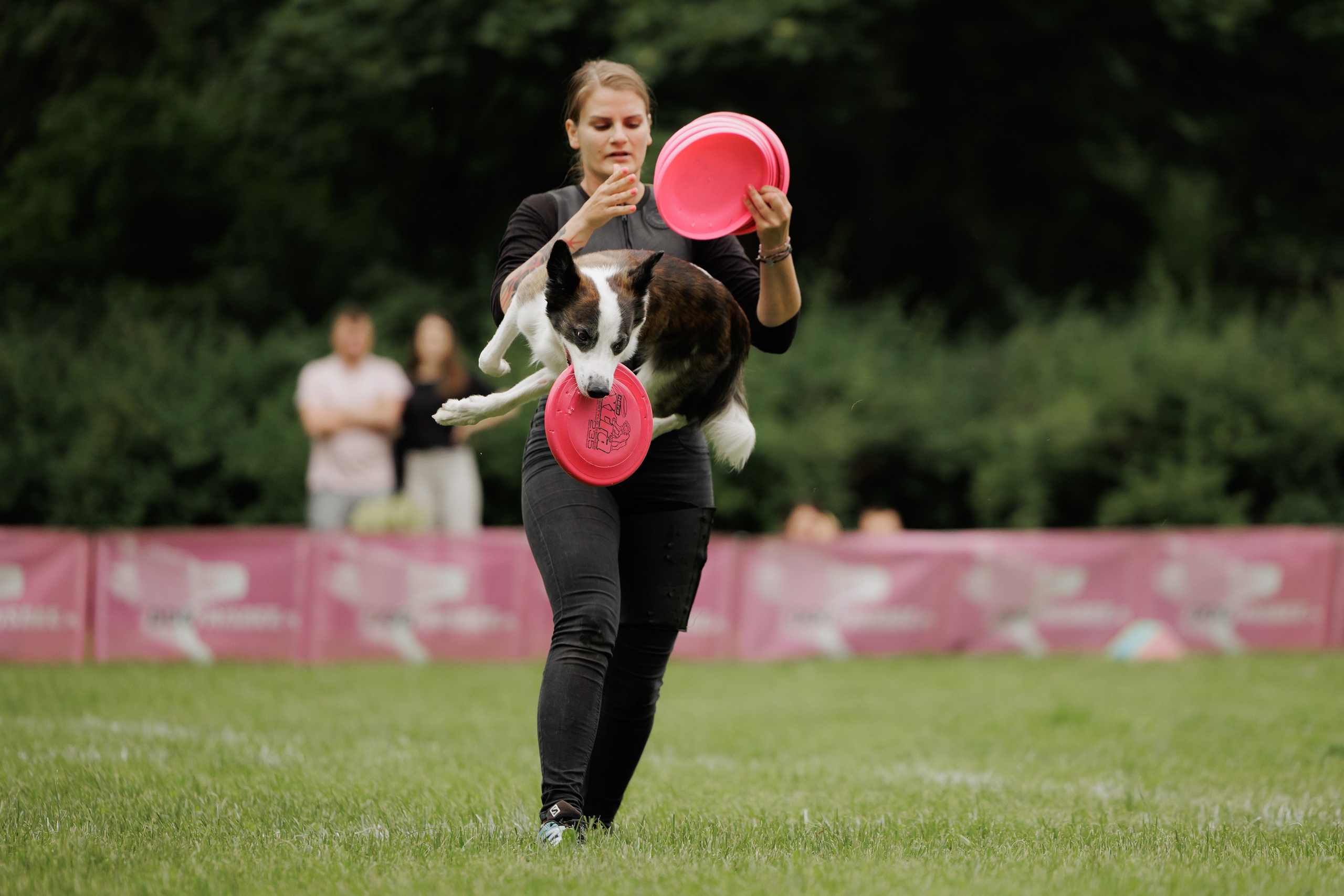 Latające psy, Wrocław'25. Kaja | fotograf psów we Wrocławiu