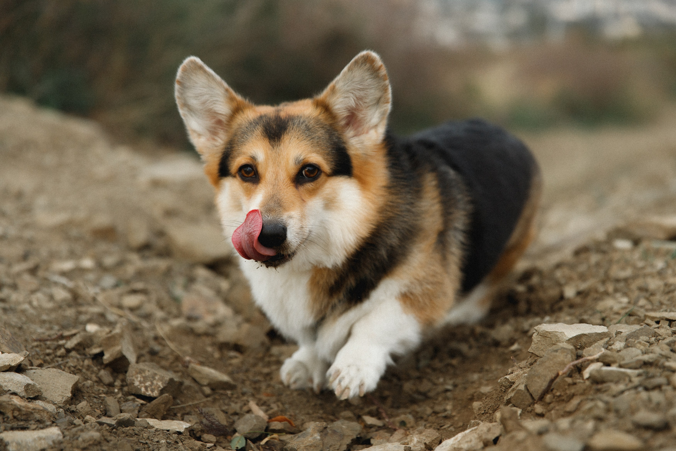 Sasha & Leonid. Kaja | fotograf psów we Wrocławiu