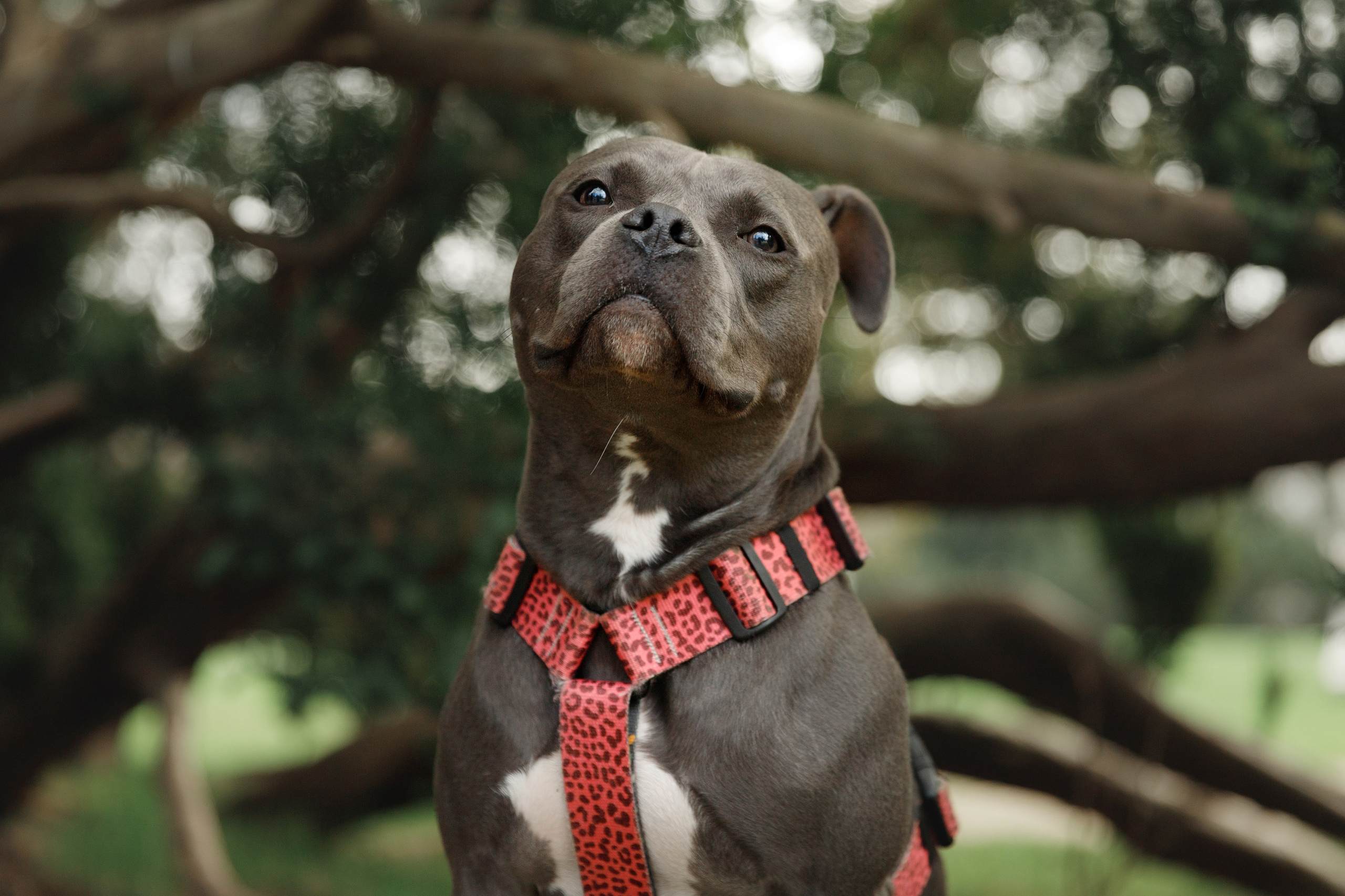 Bombka. Kaja | fotograf we Wrocławiu | ludzie i psy