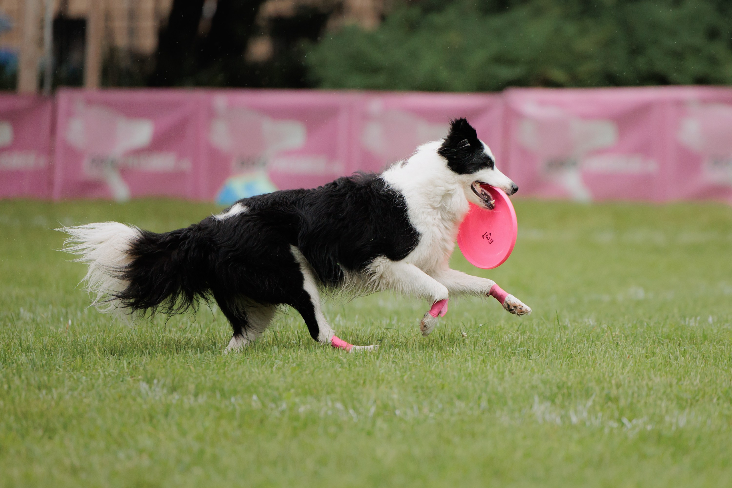 Latające psy, Wrocław'25. Kaja | fotograf psów we Wrocławiu