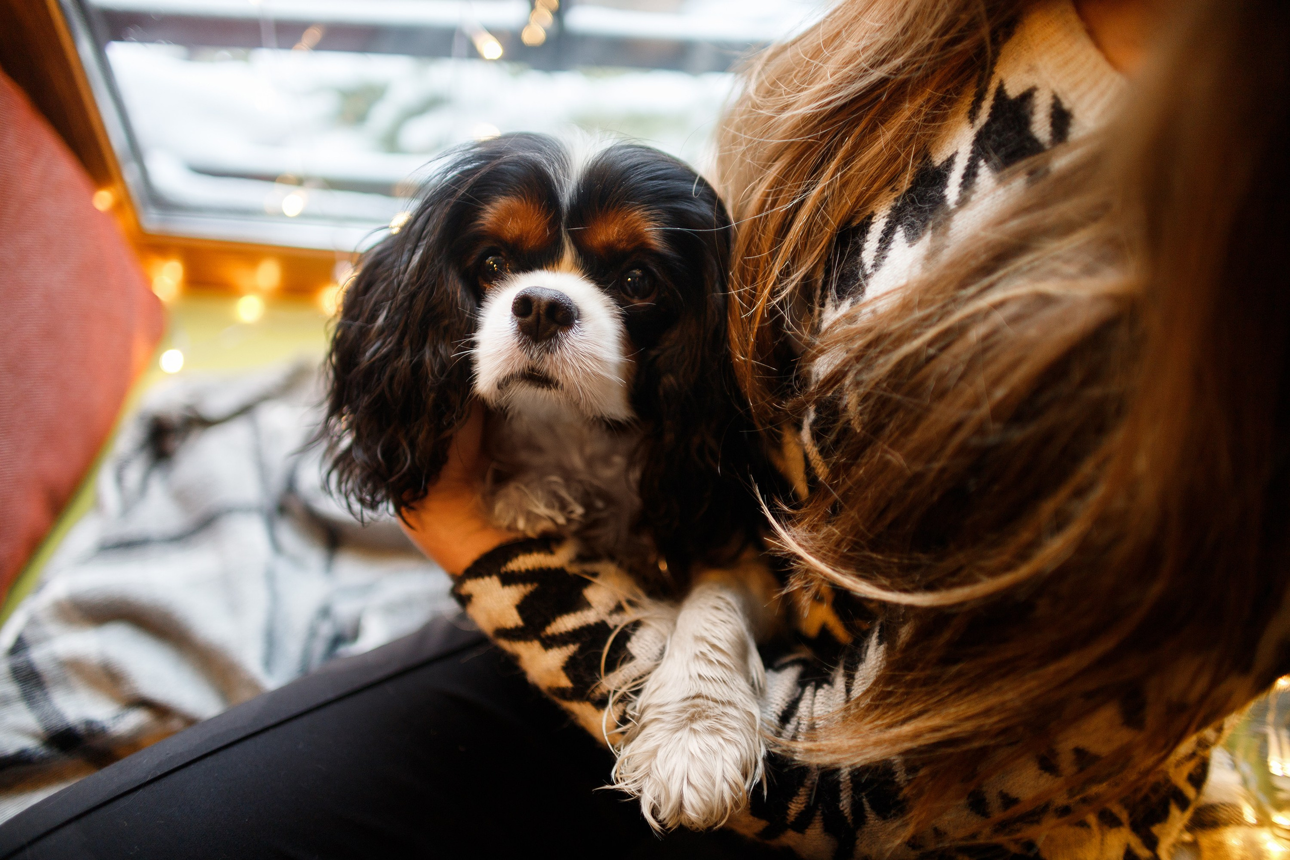 Uliana & winter spaniels. Kaja | fotograf psów we Wrocławiu