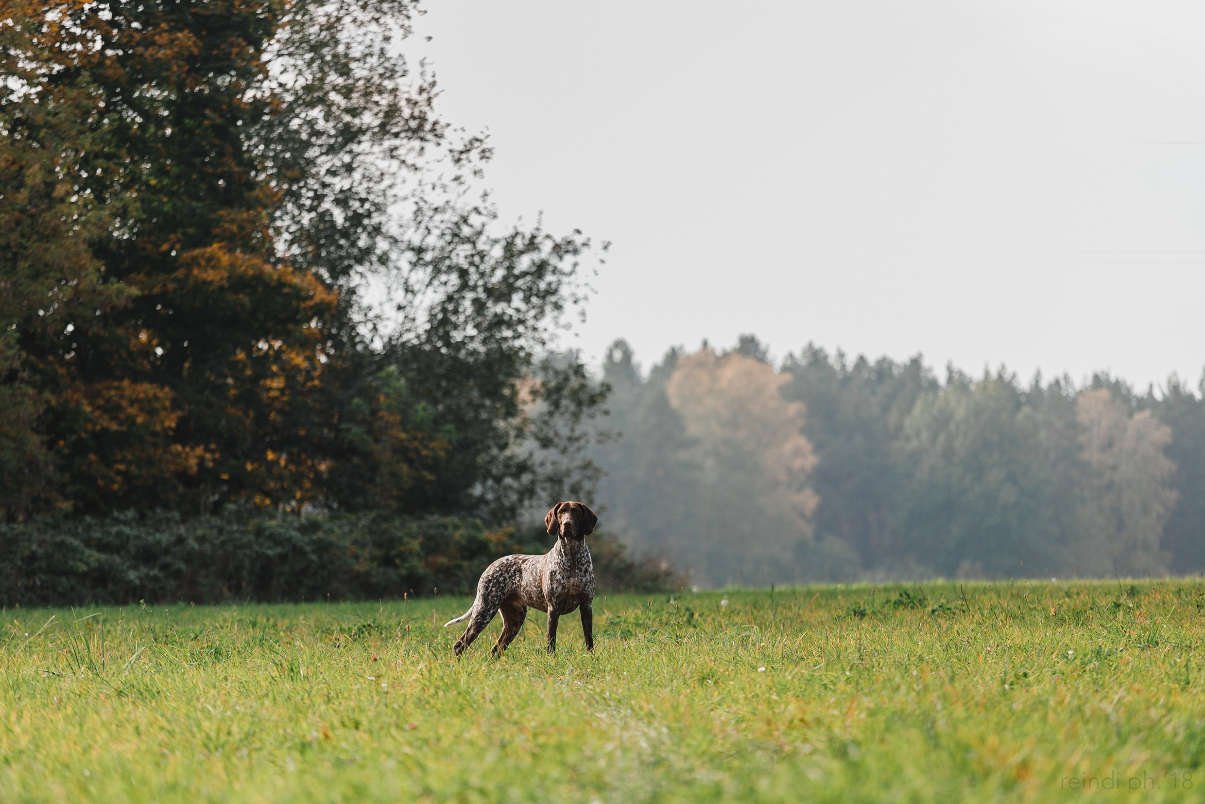 «Kasmach» dogs ammunition. Kaja | fotograf we Wrocławiu | ludzie i psy