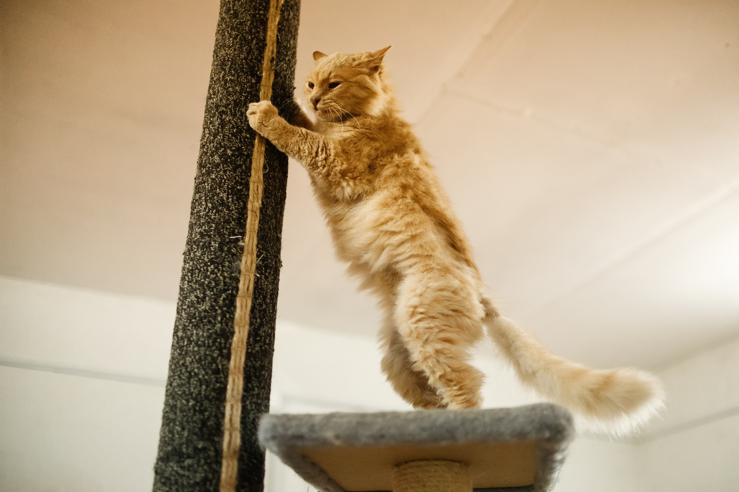 Shelter's cats for adoption. Kaja | fotograf we Wrocławiu | ludzie i psy