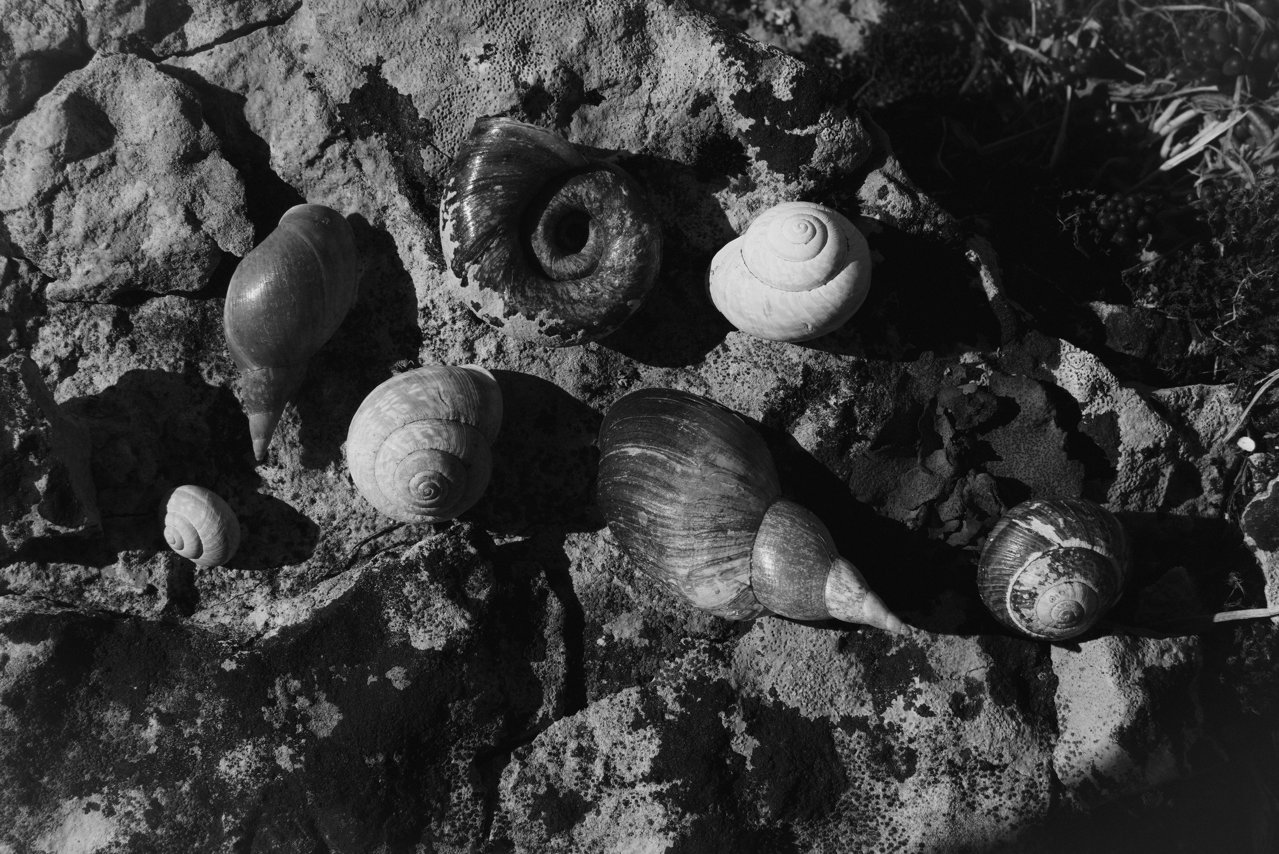 Aleksander. Meeste ja naiste fotograaf Tallinnas Anna Sipari