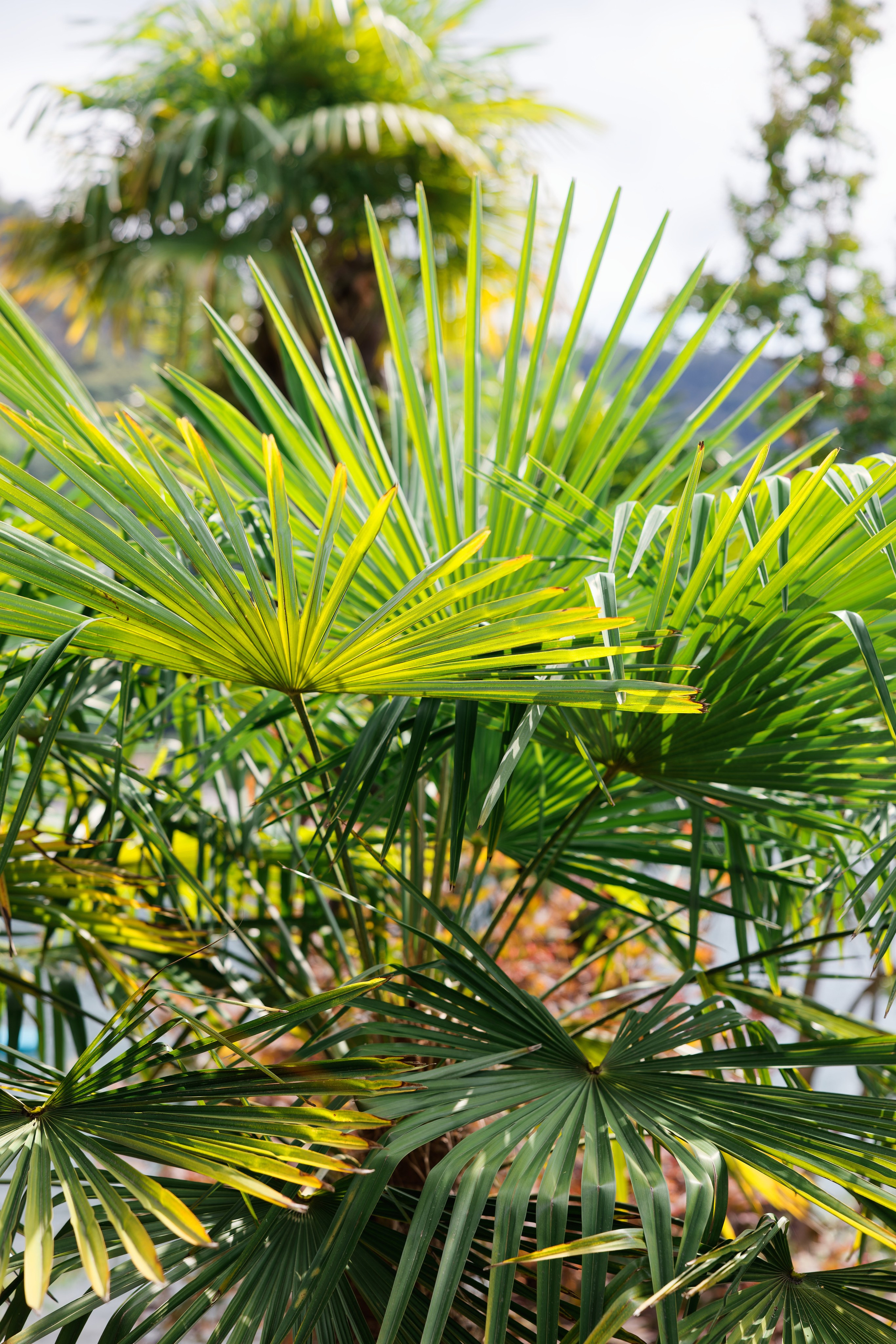 Wedding at Villa Porta on Lake Maggiore
