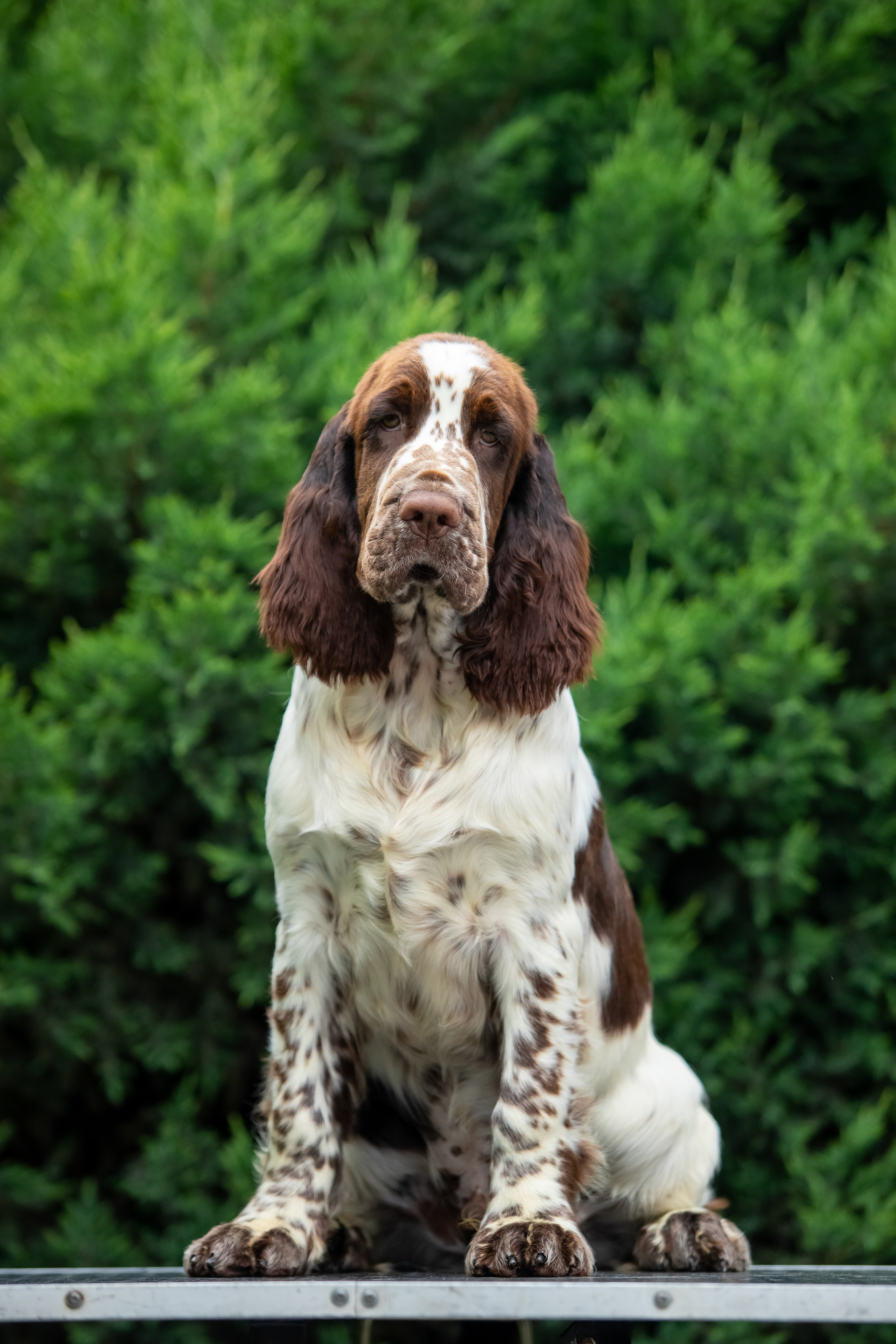 Male — Blue collar 💙. Website of the titled stud dog of the Springer Spaniel breed