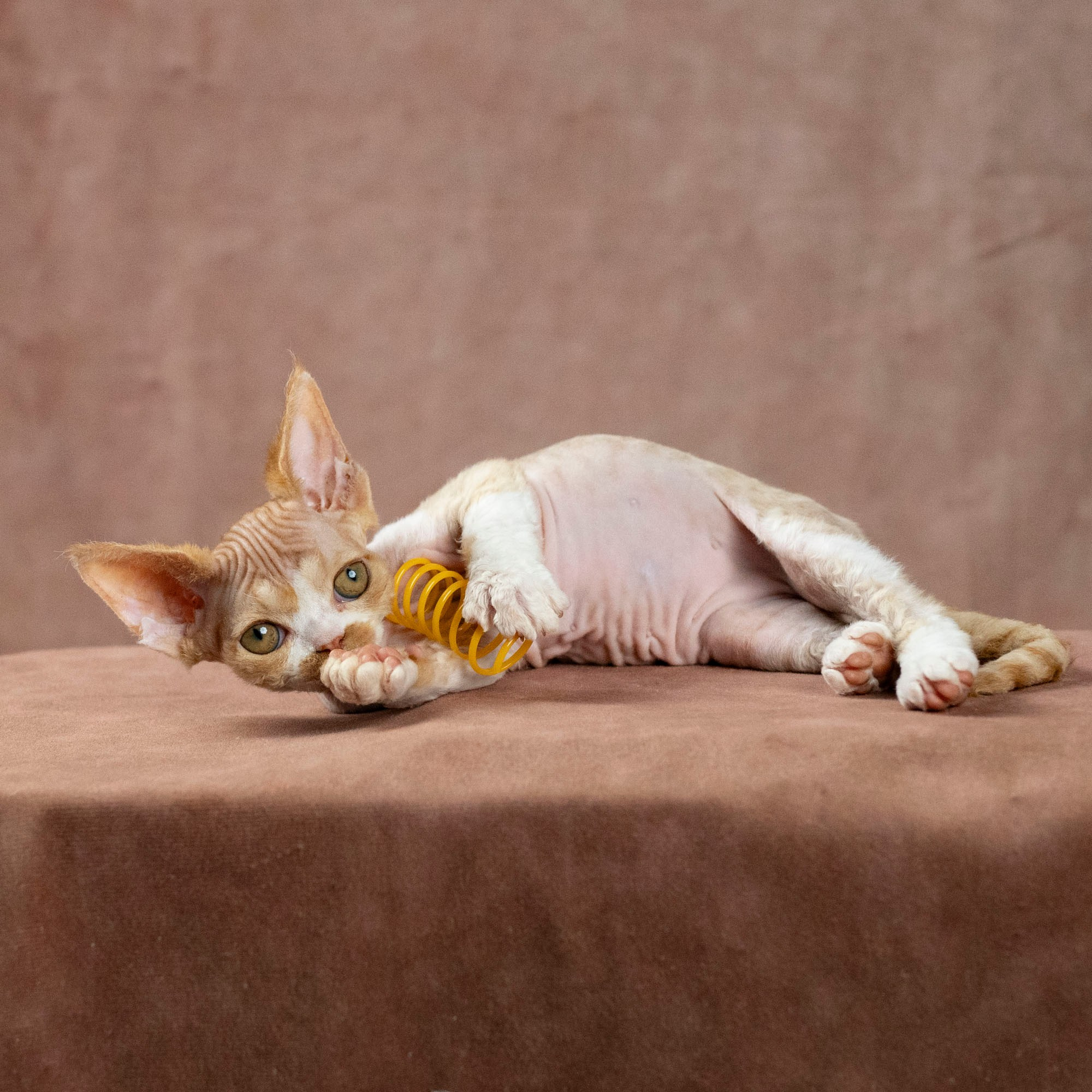 Dobby, boy. Devon Rex Pixie Cattery
