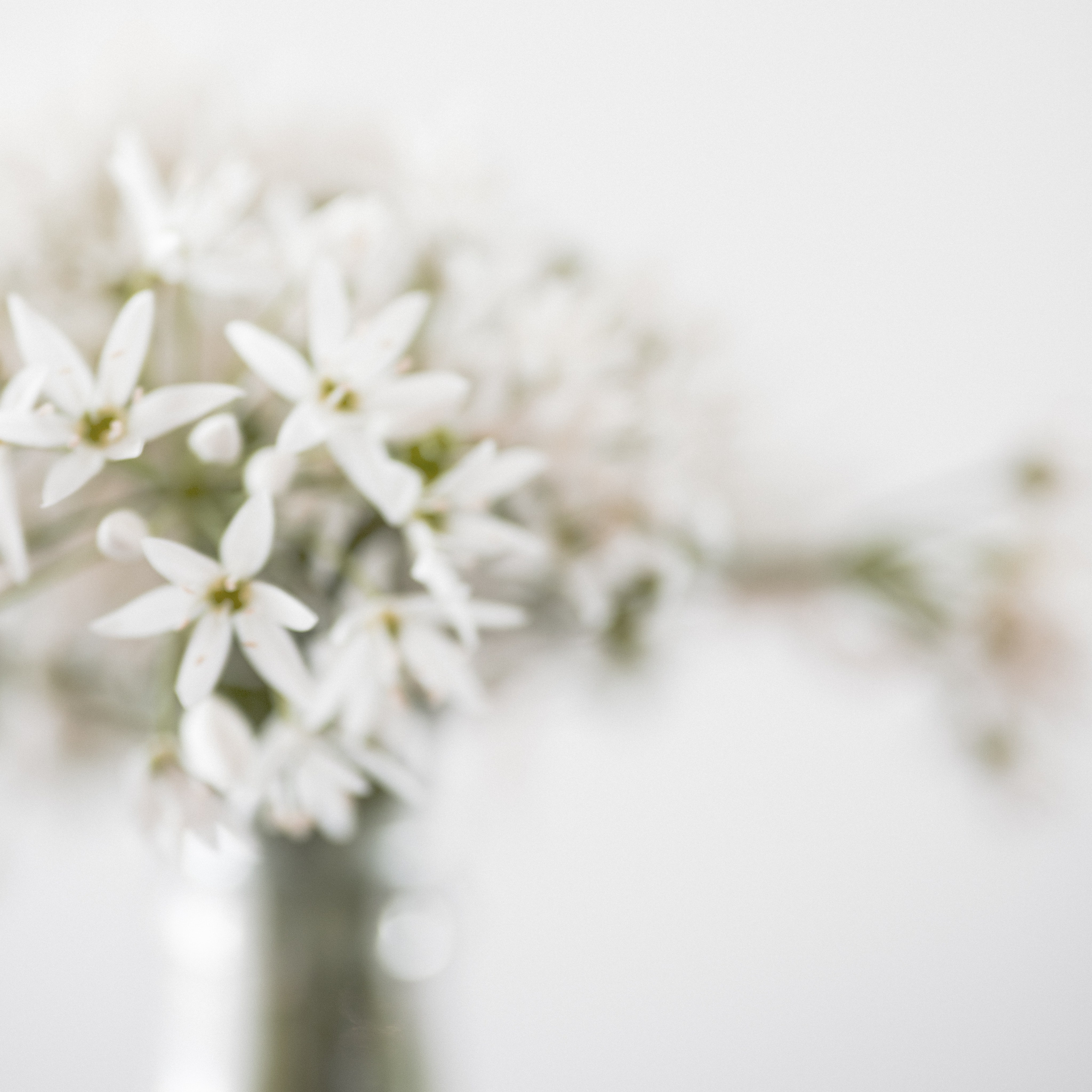 WILD GARLIC. Natalja Poplavska — Visual artist, Photographer, East Sussex, London