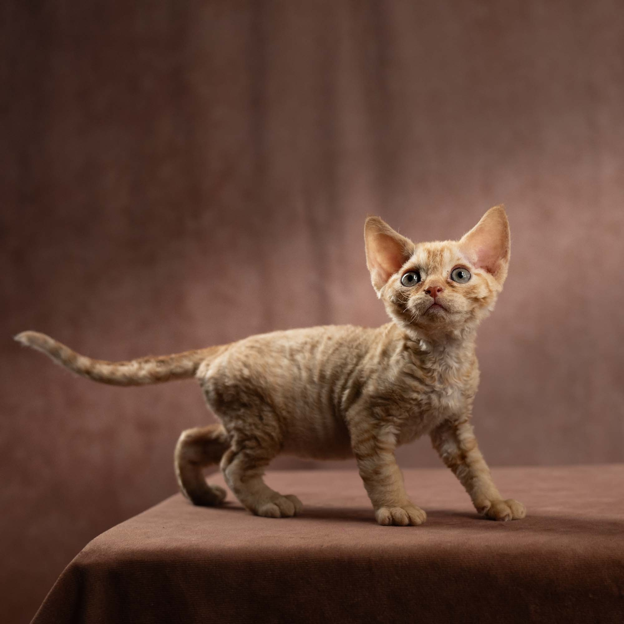 Dorito, boy, born on 06.06.24 SOLD. Devon Rex Pixie Cattery