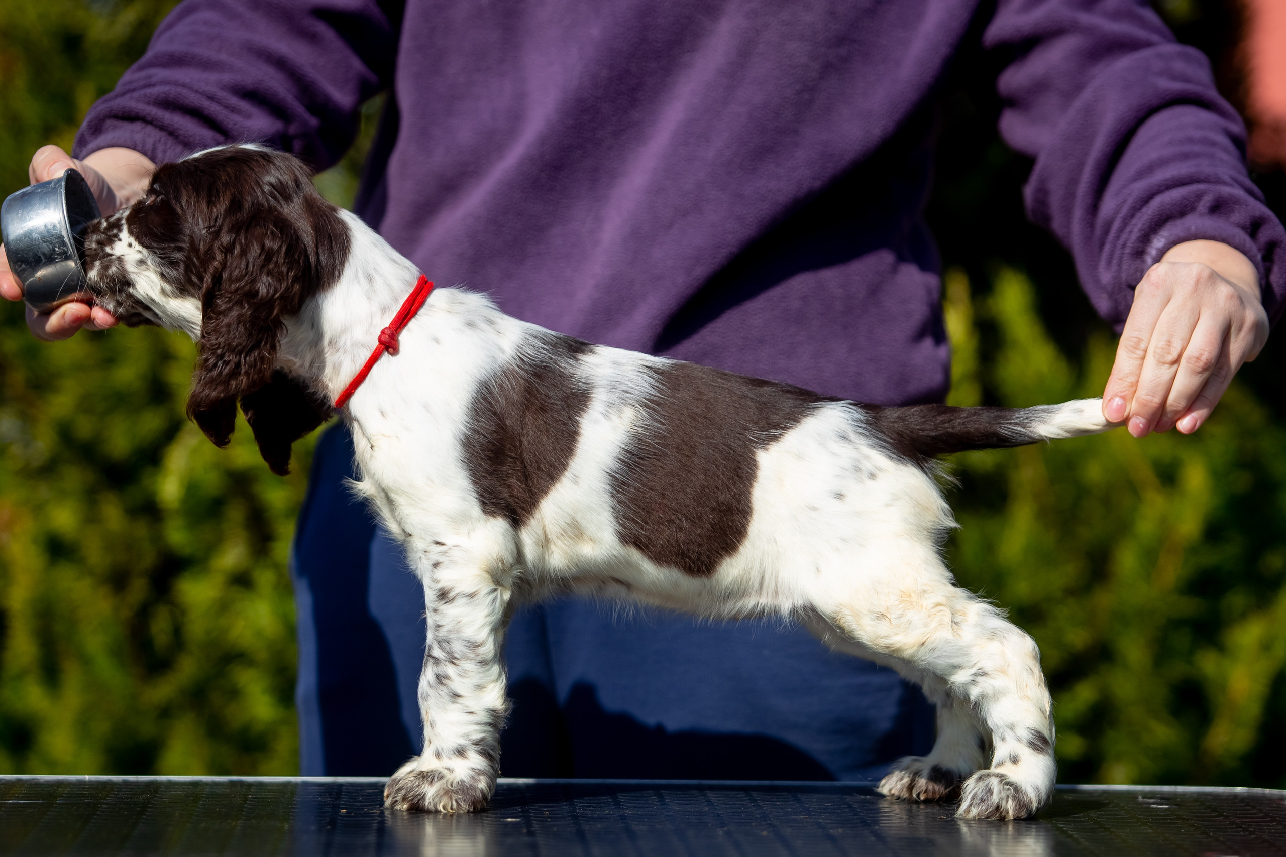 Female — Red collar ❤️. Website of the titled stud dog of the Springer Spaniel breed