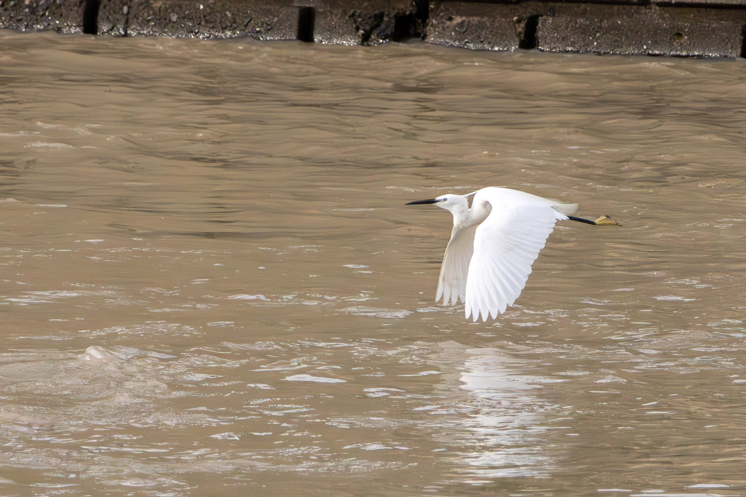 მტკვრის ხეობის ყველაზე ლამაზი სტუმარი. FramefreeMan