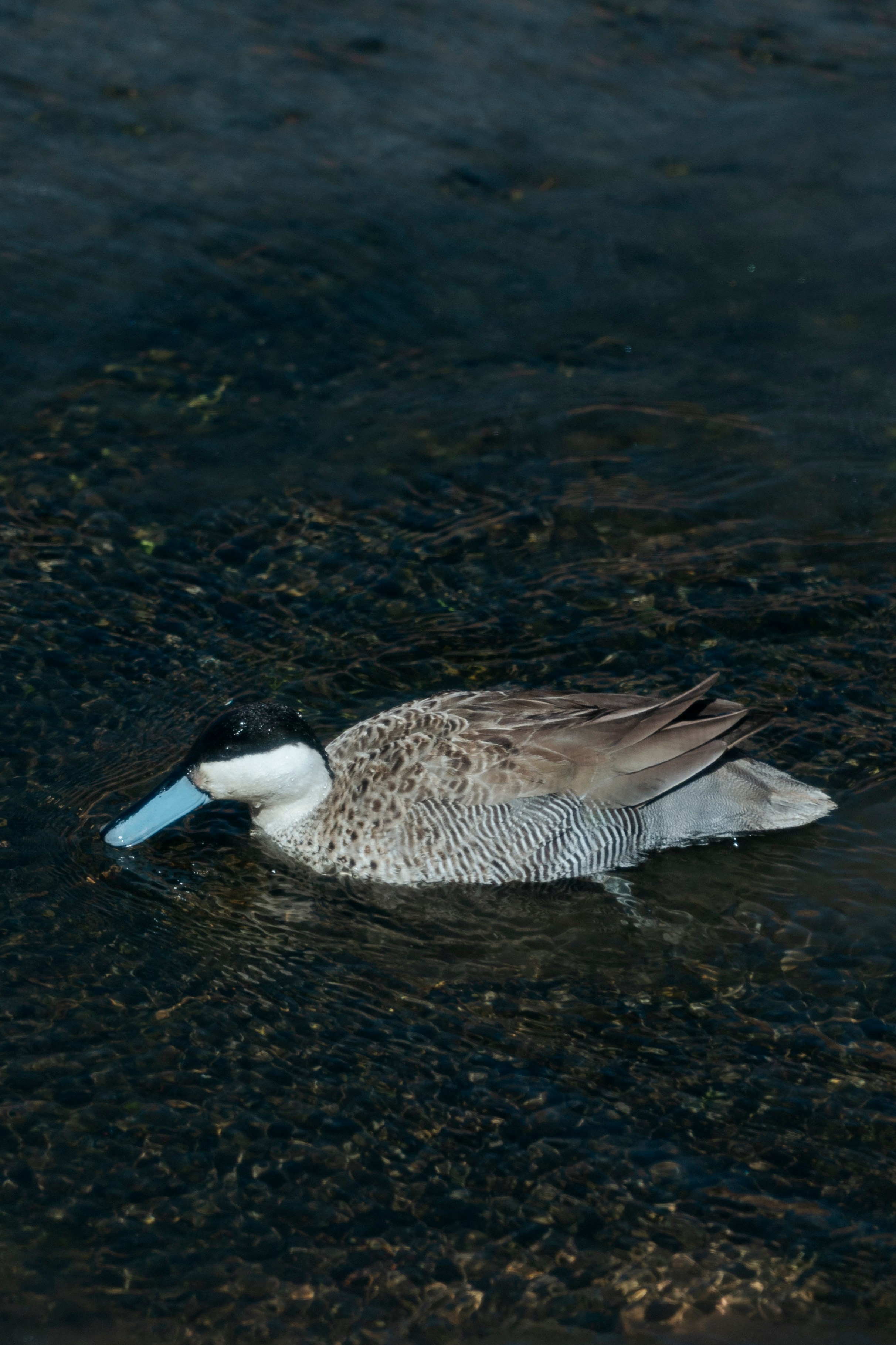 Geyser El Tatio (cobertura en tour privado). Principal