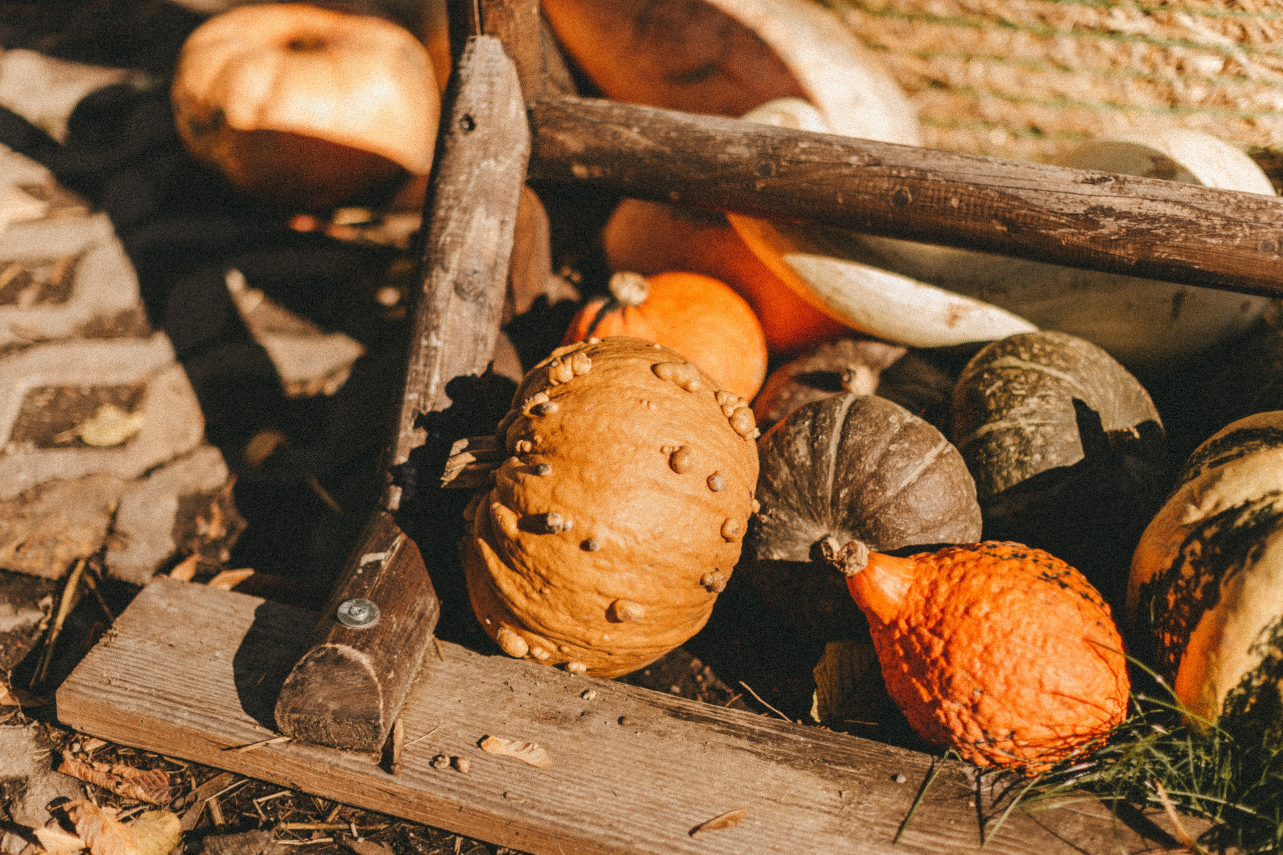 Фестиваль тыкв в Людвигсбурге. Фотограф в Германии — Мария Чистякова