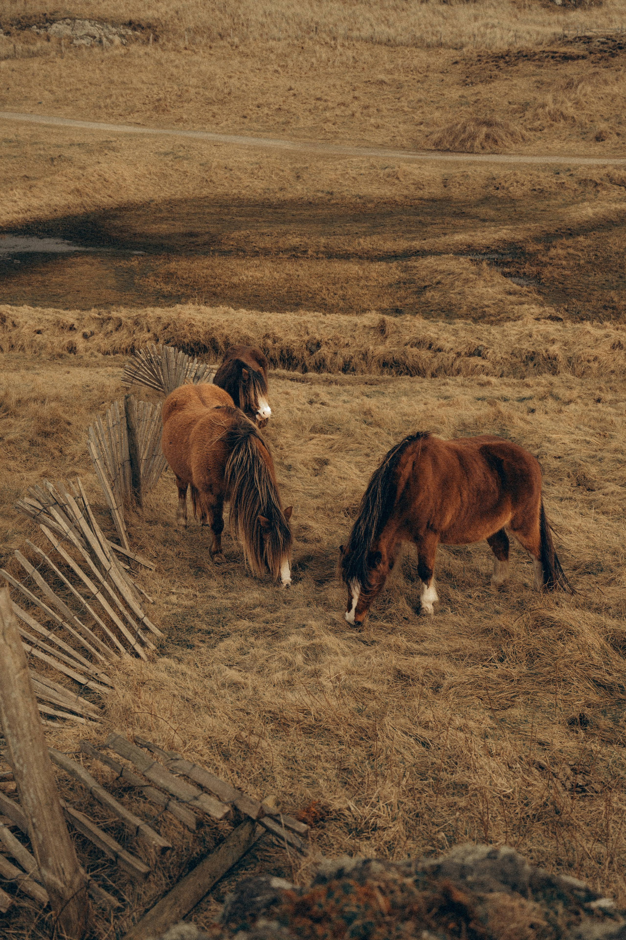 M & C session in Wales. Tania Gandrabur, photographer in West Midlands, England