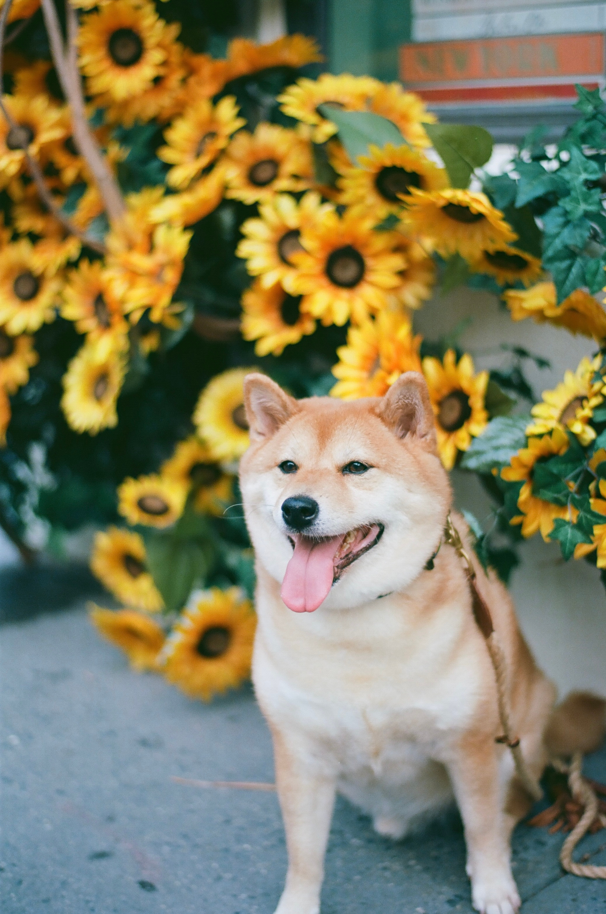 Masha & Veksel. Irina Goncharenko — NYC Photographer