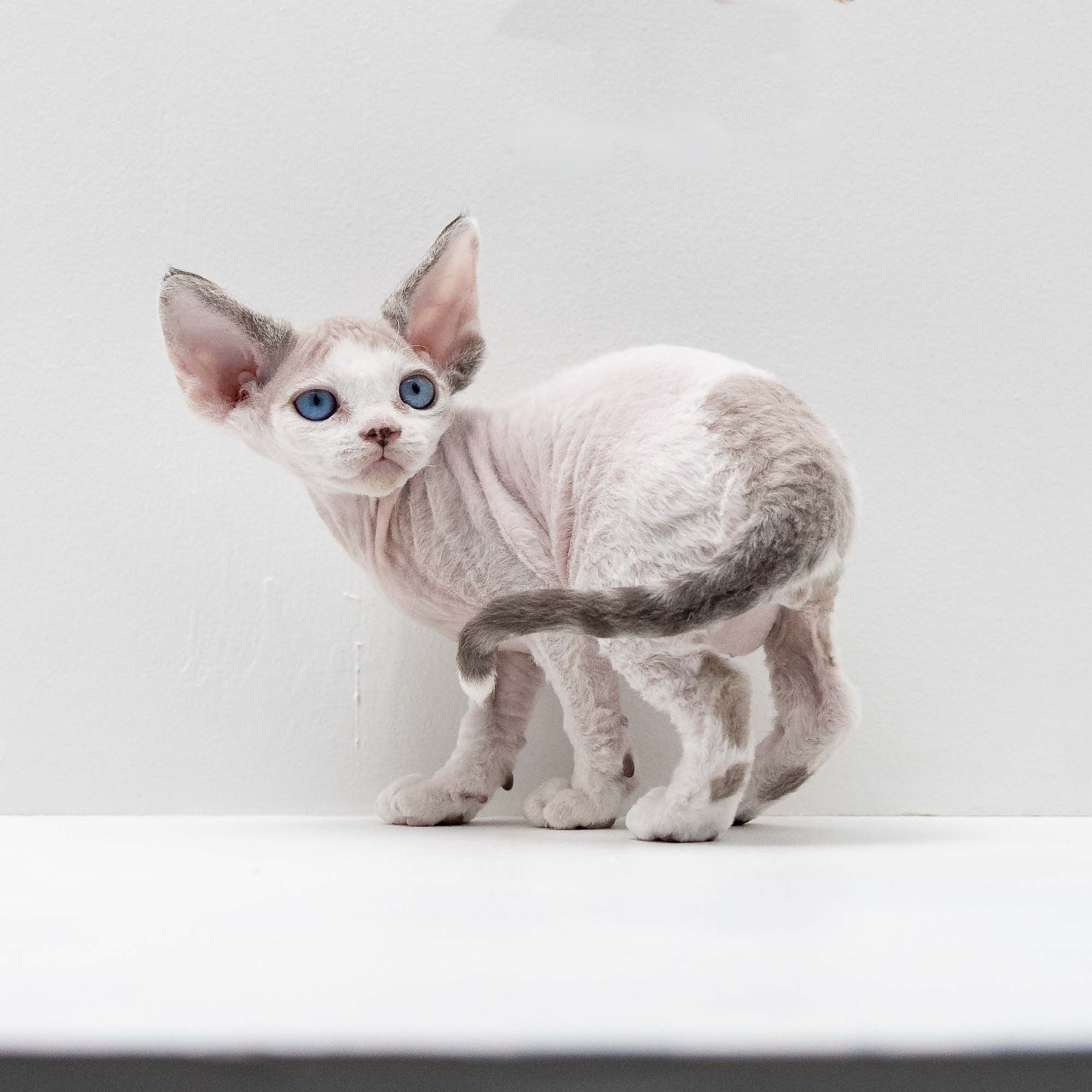 Frosttip, boy, born on 01.01.25. Devon Rex Pixie Cattery