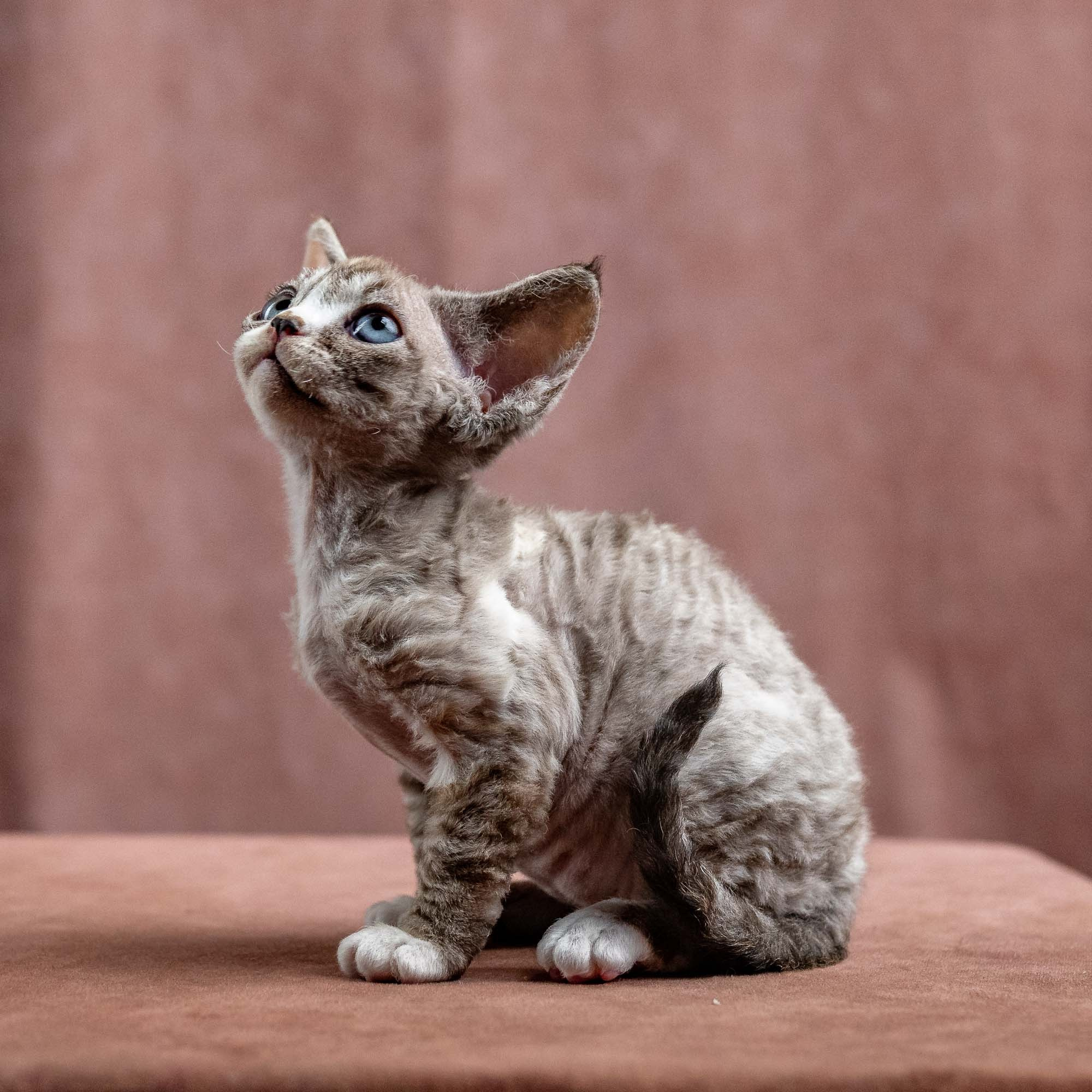 Kasia,  girl, born 07.02.2025. Devon Rex Pixie Cattery