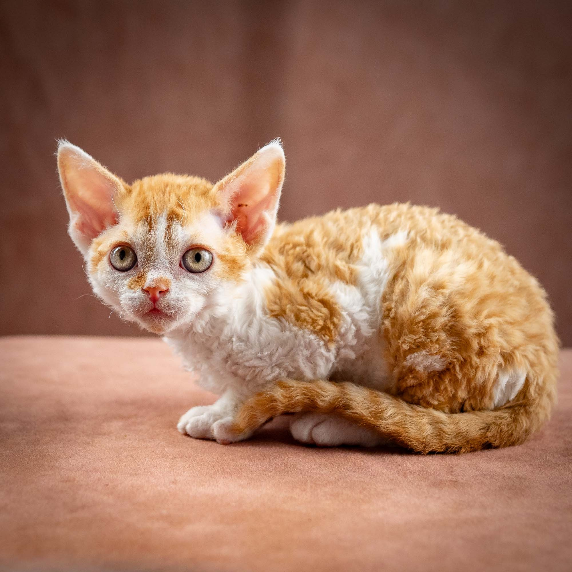 Gary,  boy, born on 01.18.25. Devon Rex Pixie Cattery