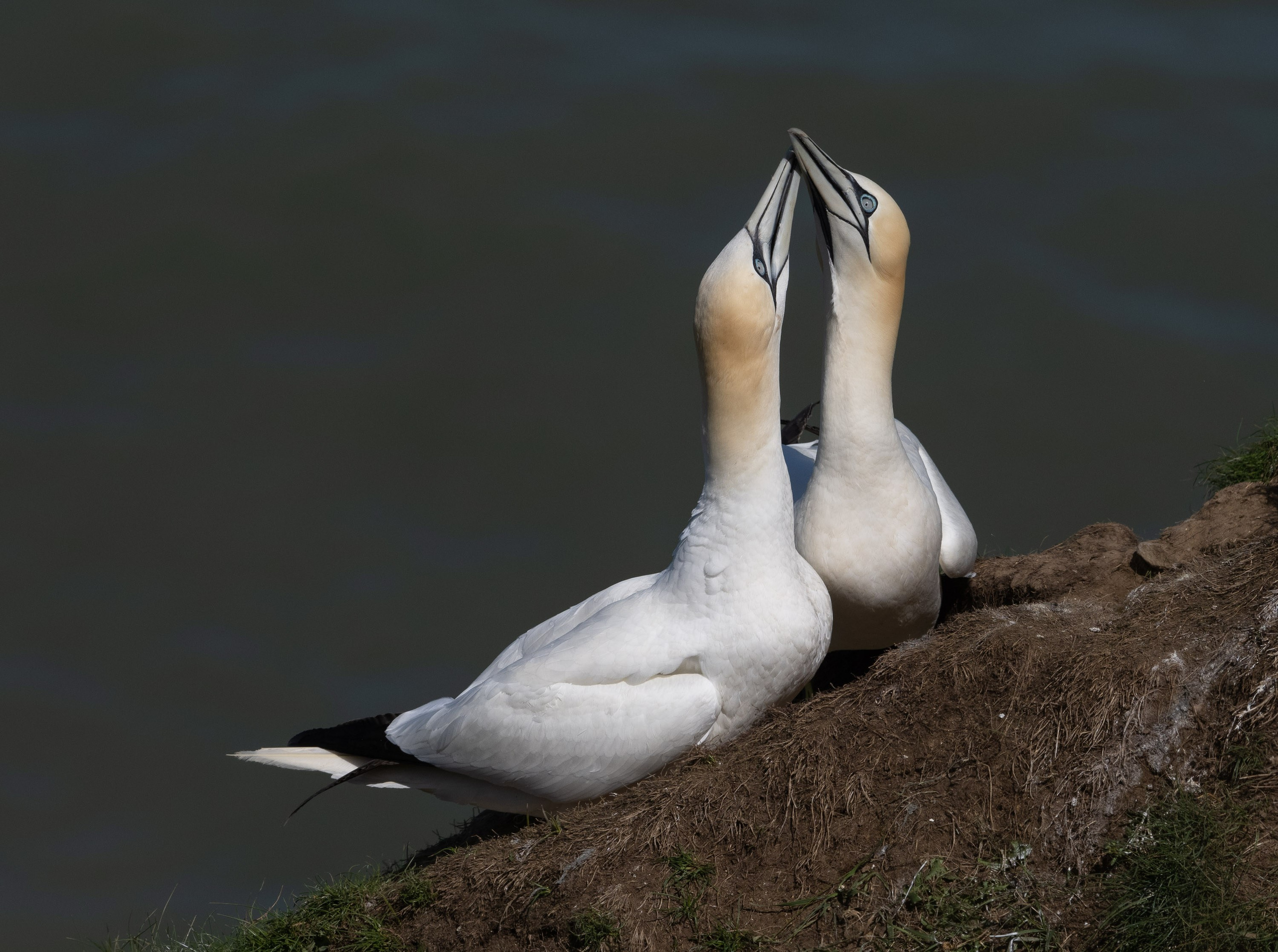 UK Wildlife Photography Gallery. Hedley Wright Photography | East Anglia Sport, Street, Wildlife, Landscape & Astrophotography