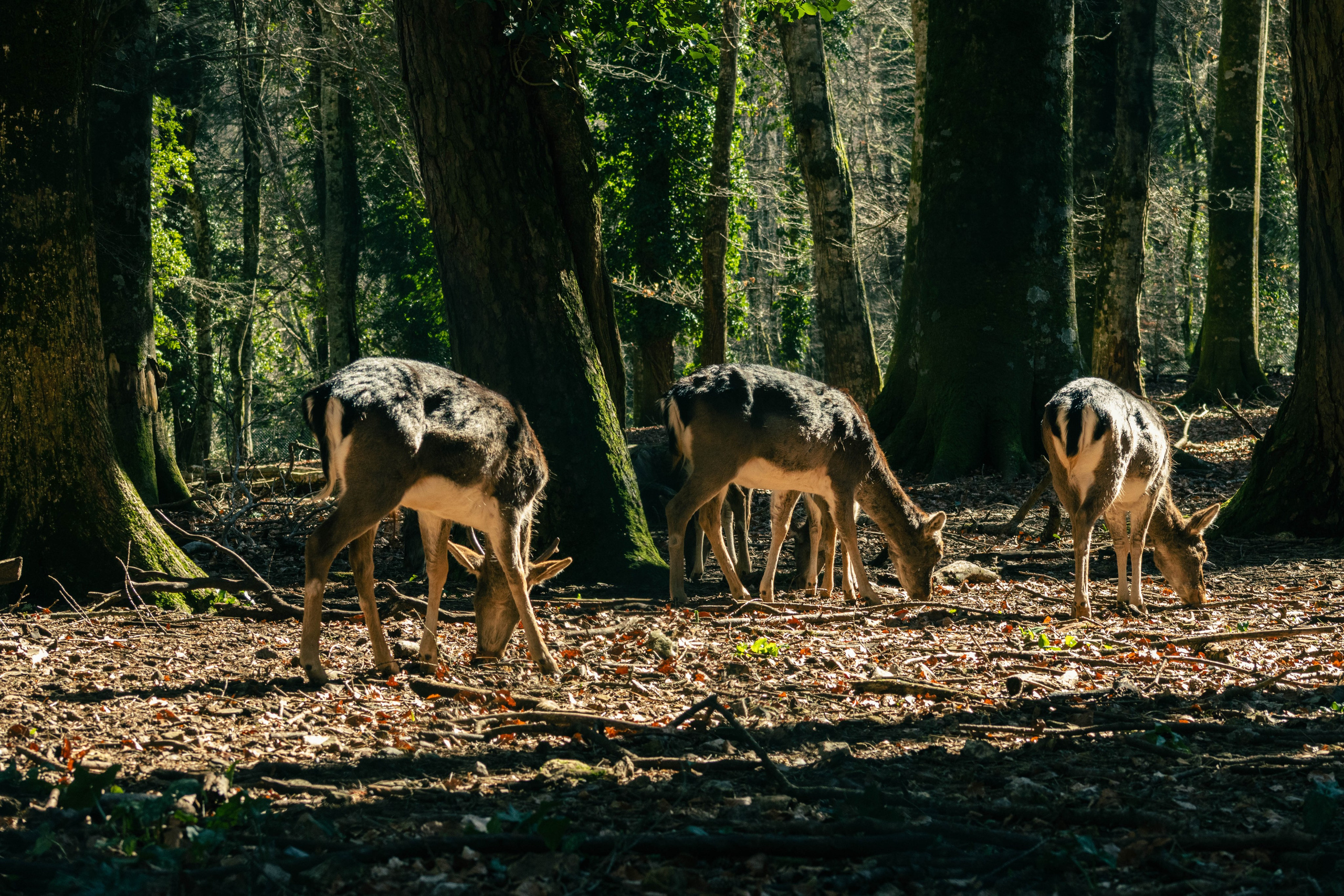 Animals. Portrait and Street photographer in Vilnius Edgar Shaipunas