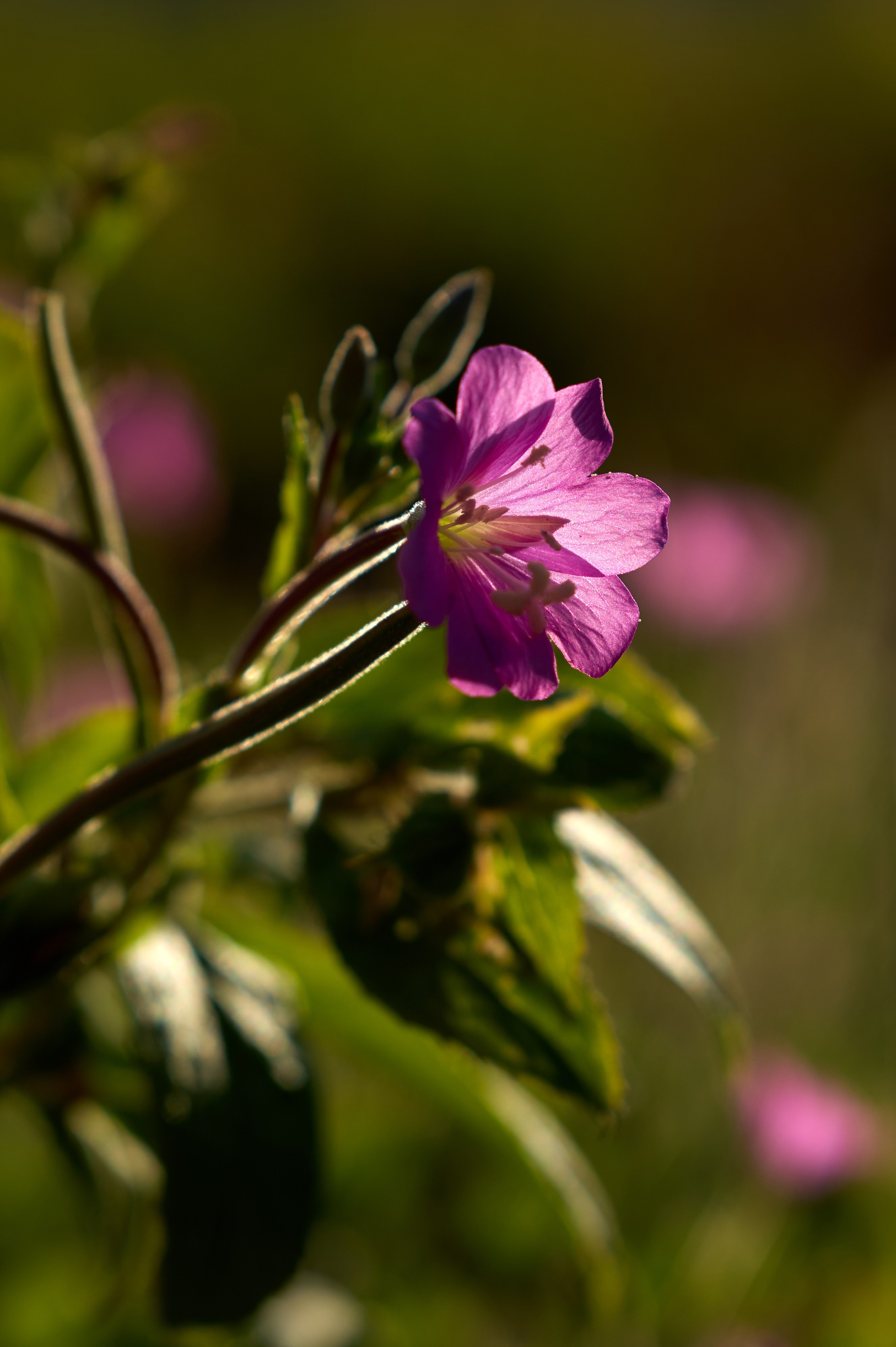 Природа. Photographer Нелли Биева