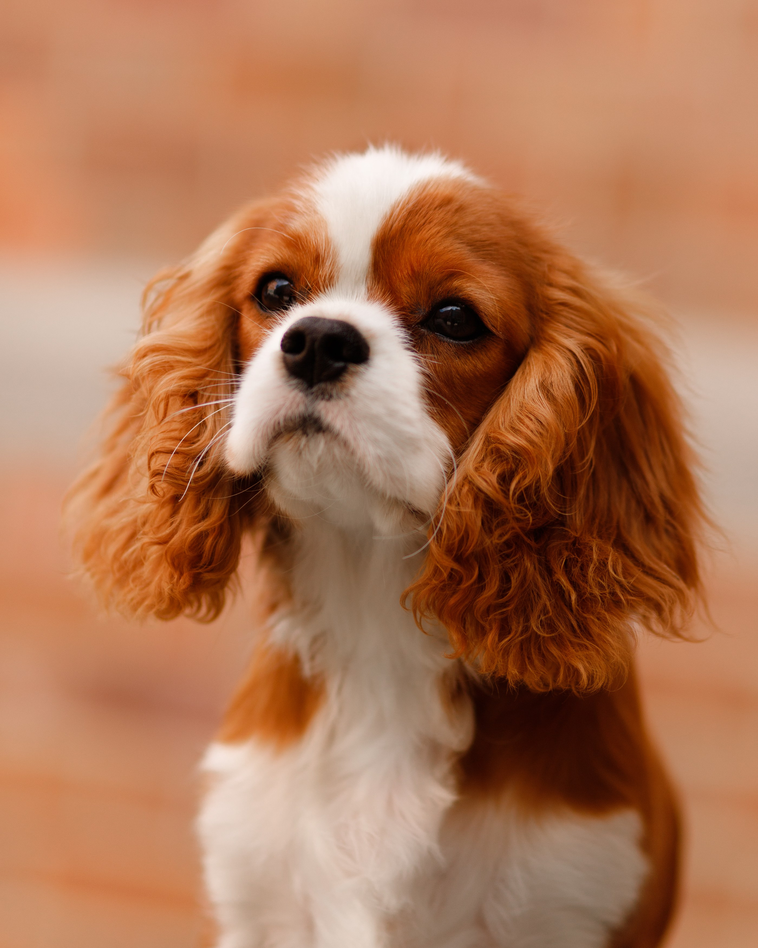 Uliana i Franklin. Kaja | fotograf we Wrocławiu | ludzie i psy