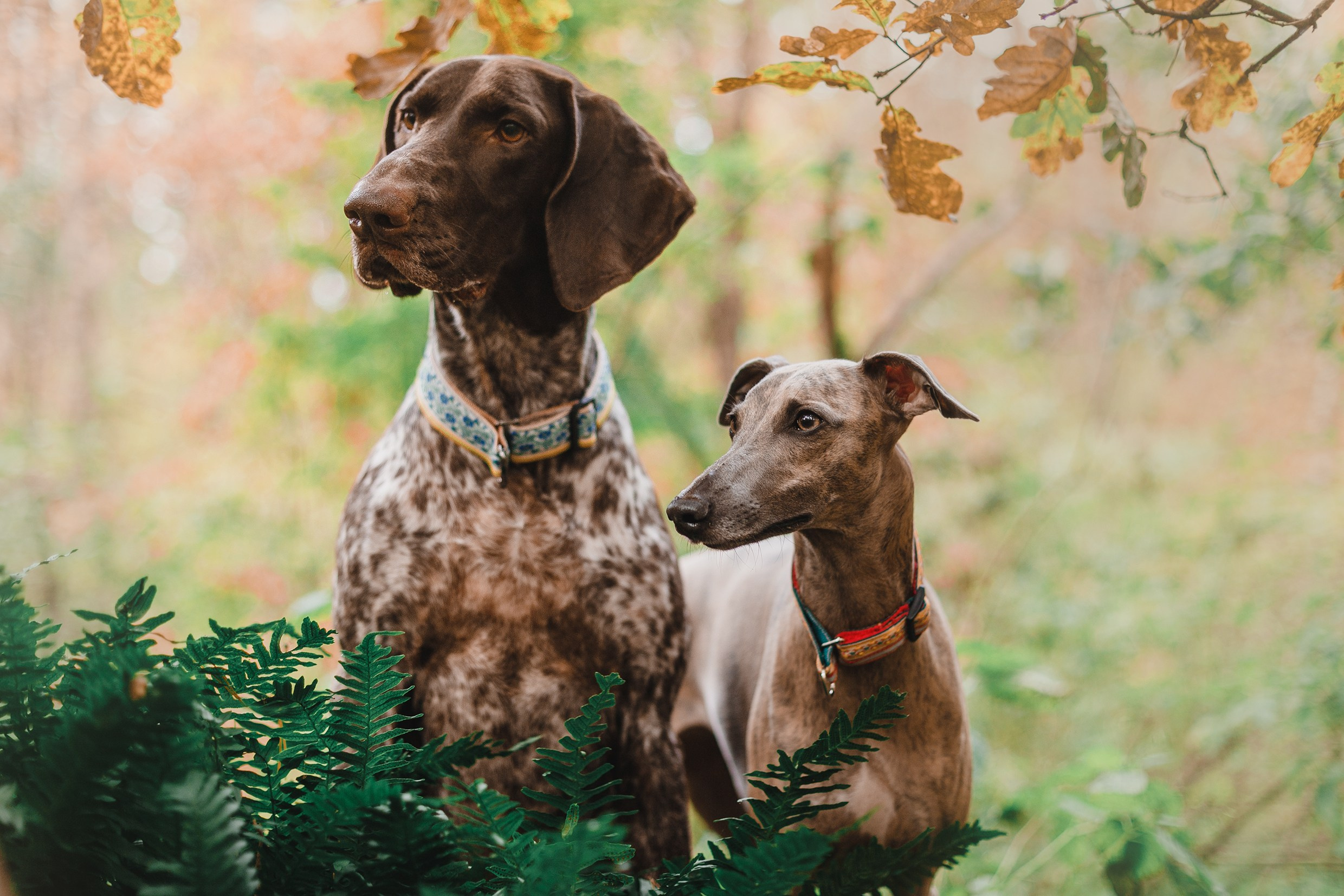 «Kasmach» dogs ammunition. Kaja | fotograf we Wrocławiu | ludzie i psy