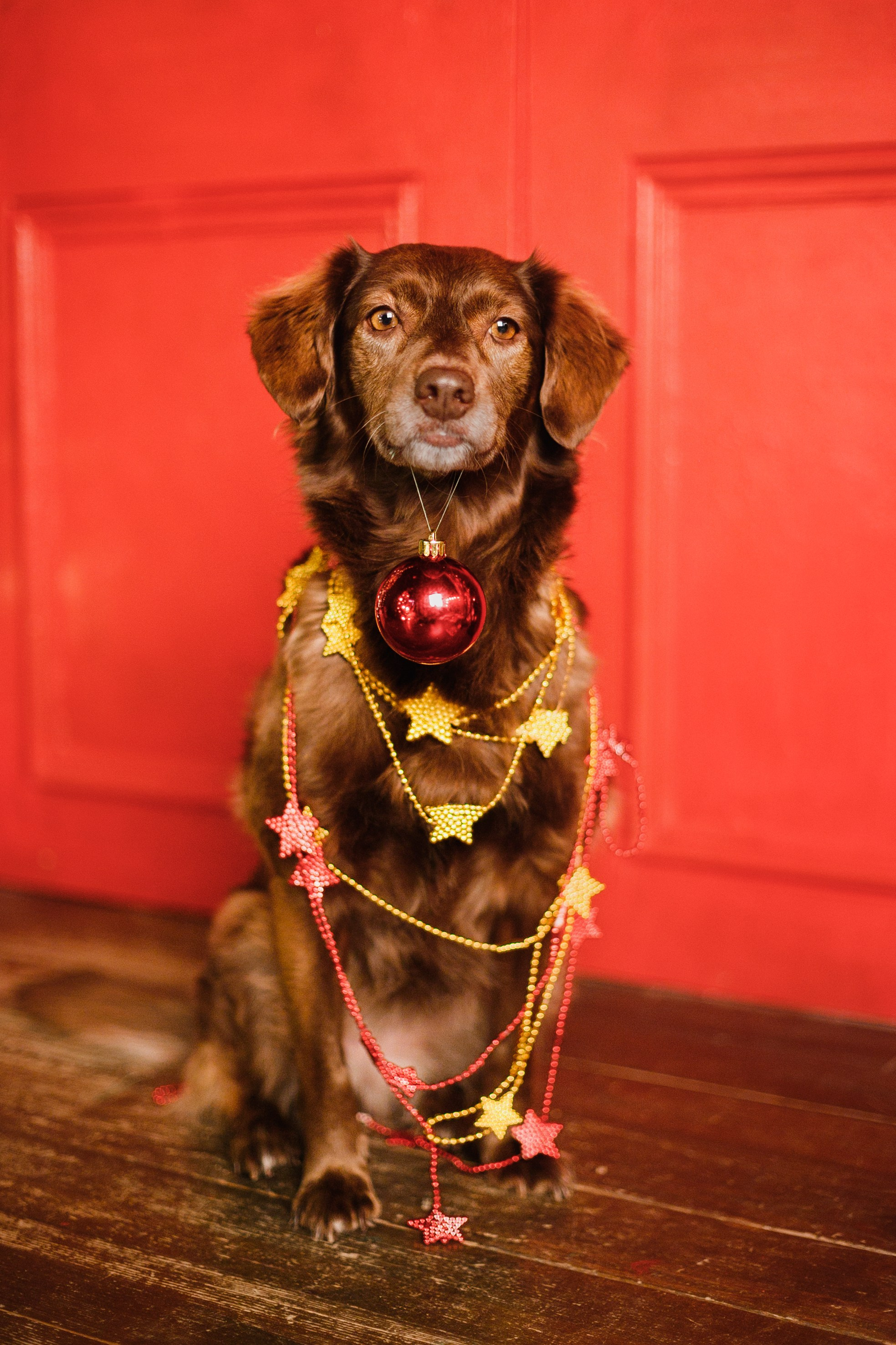 Lana, Edgar and Mucha | new year studio. Kaja | fotograf psów we Wrocławiu