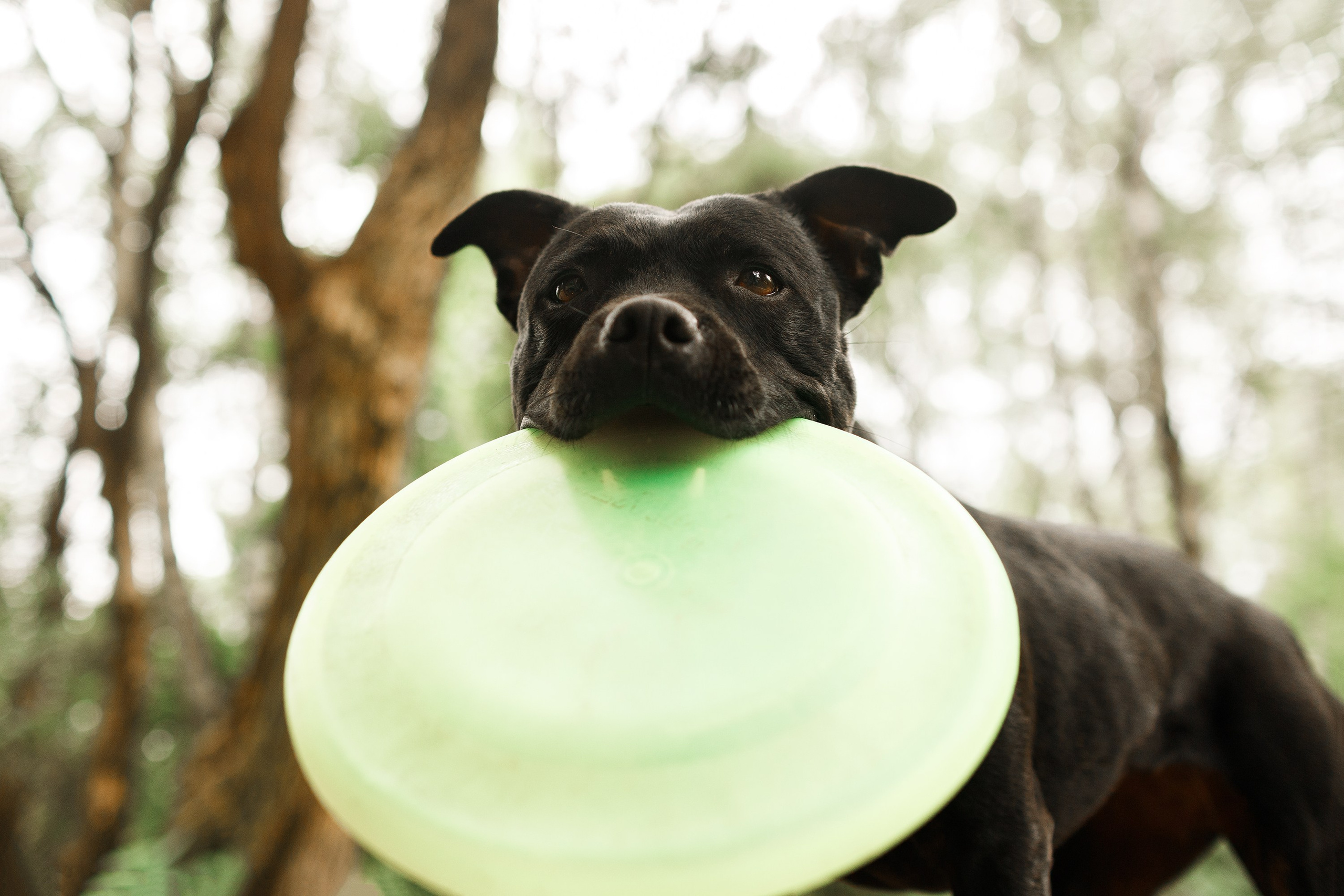 Staffy Yosia. Kaja | fotograf we Wrocławiu | ludzie i psy