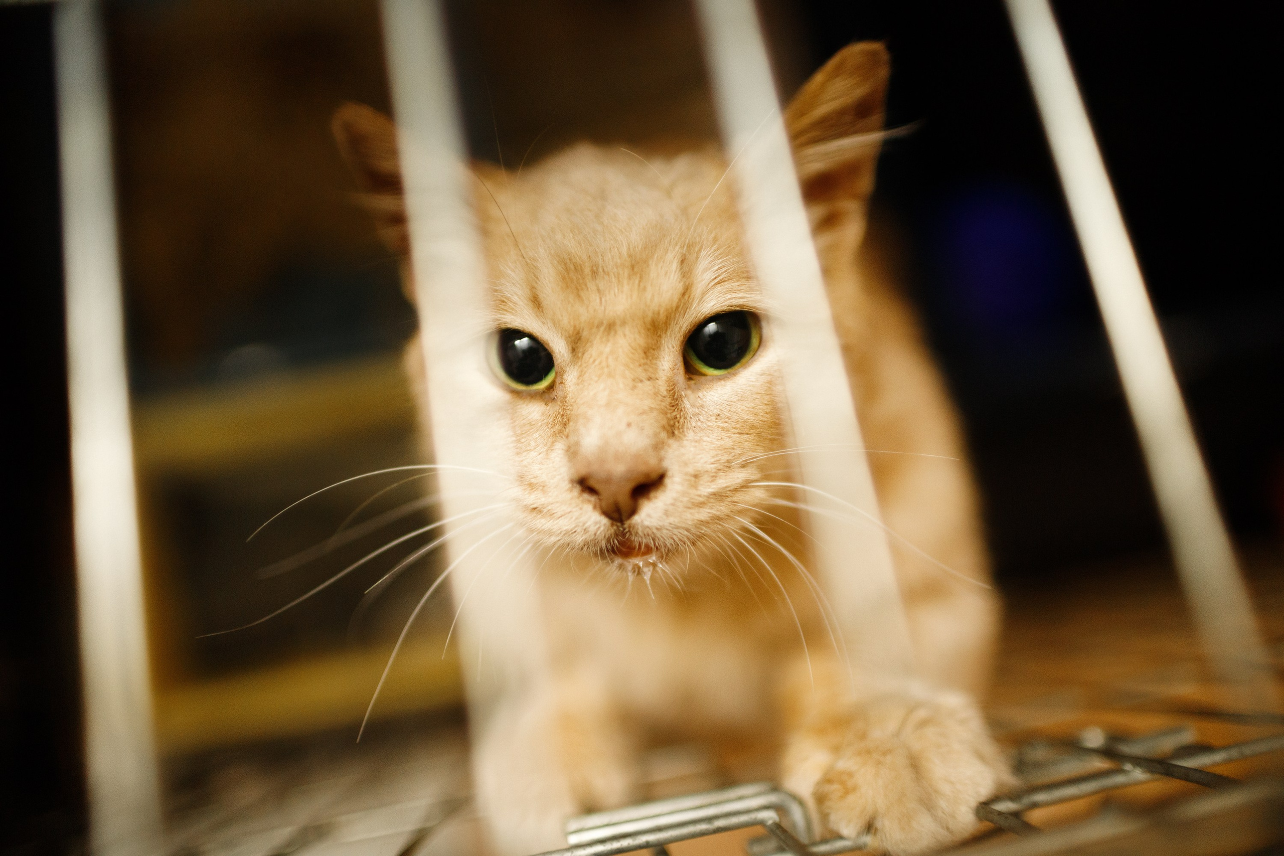Shelter's cats for adoption. Kaja | fotograf we Wrocławiu | ludzie i psy
