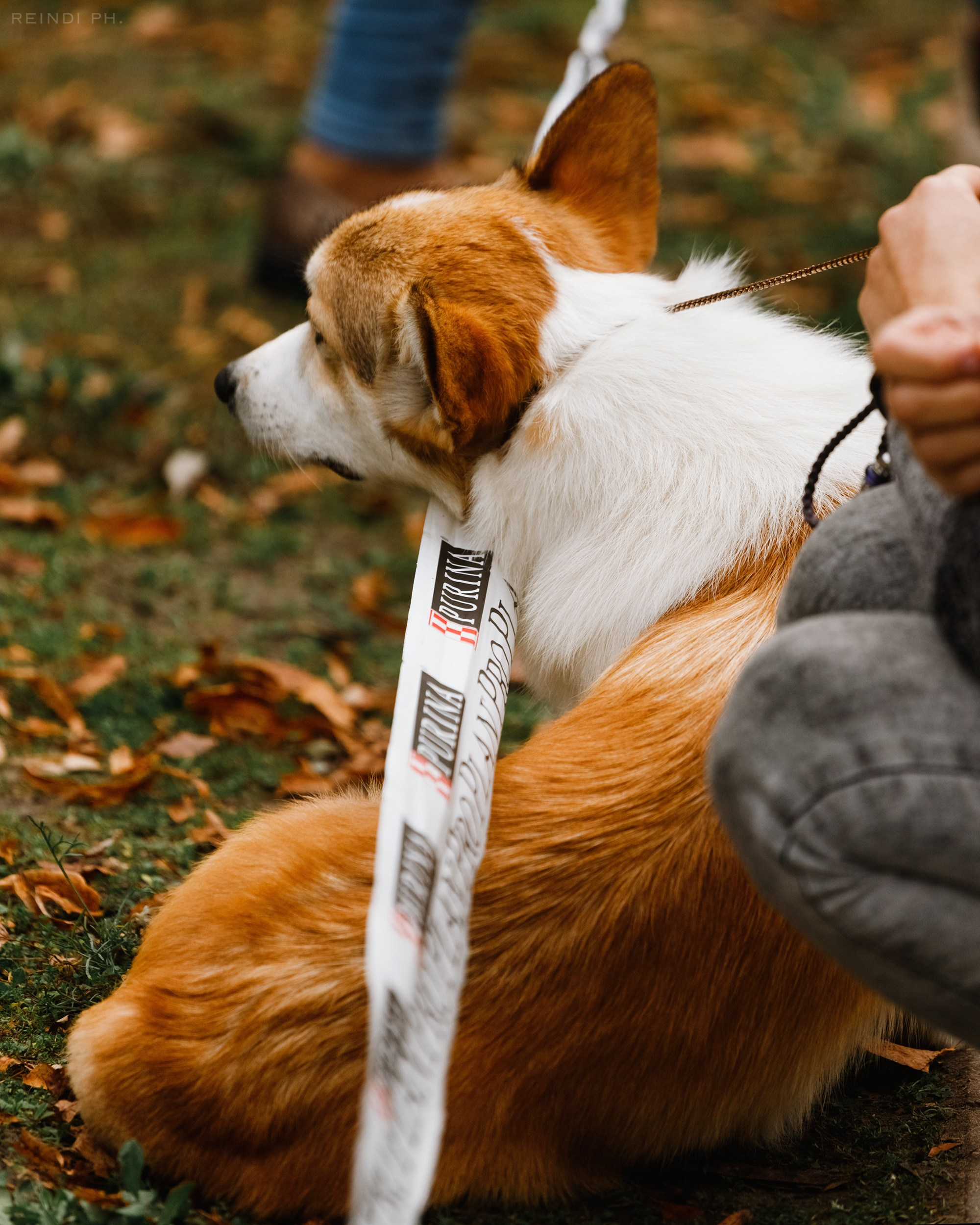 «Argus» dog show in Brest. Kaja | fotograf we Wrocławiu | ludzie i psy