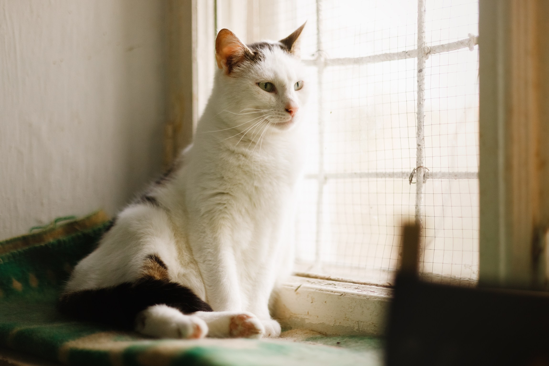Shelter's cats for adoption. Kaja | fotograf we Wrocławiu | ludzie i psy