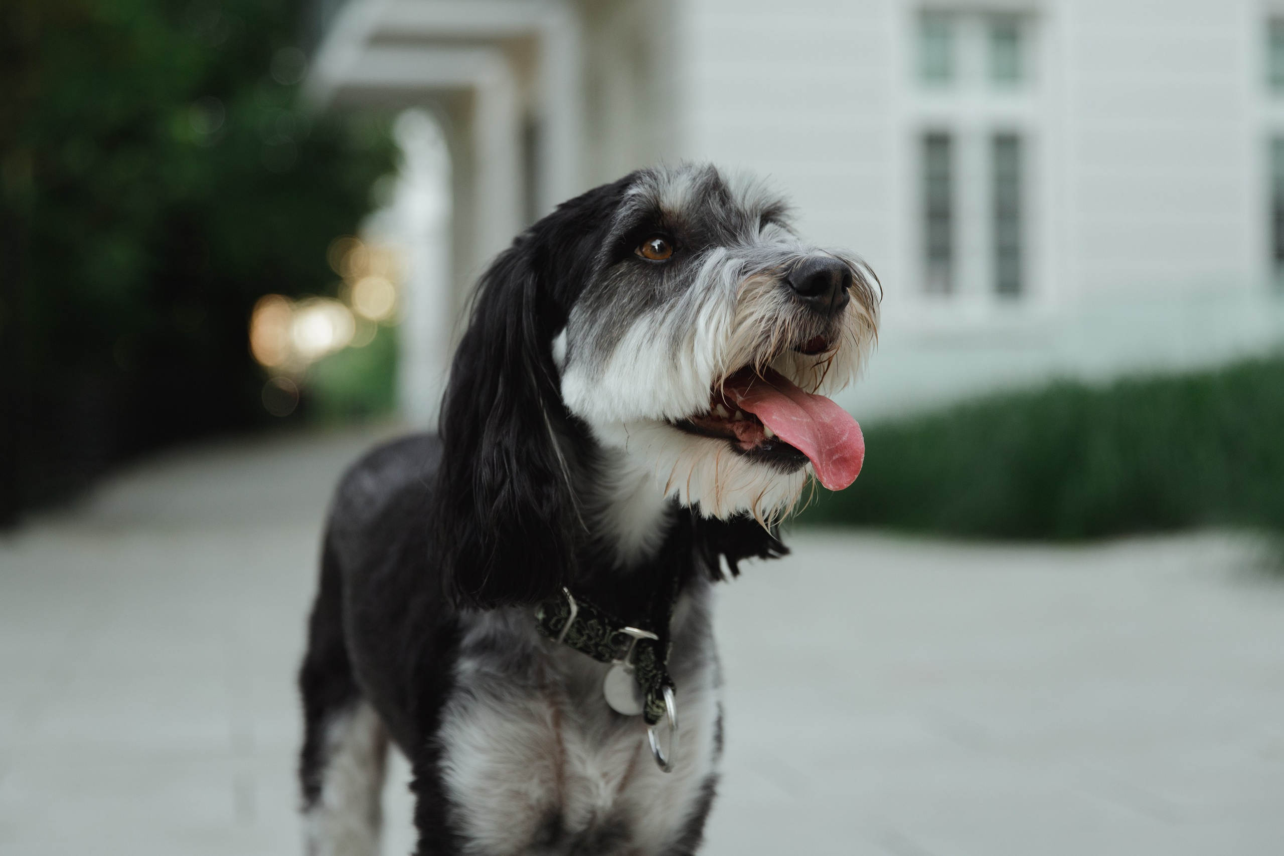 Lera & Flora. Kaja | fotograf we Wrocławiu | ludzie i psy