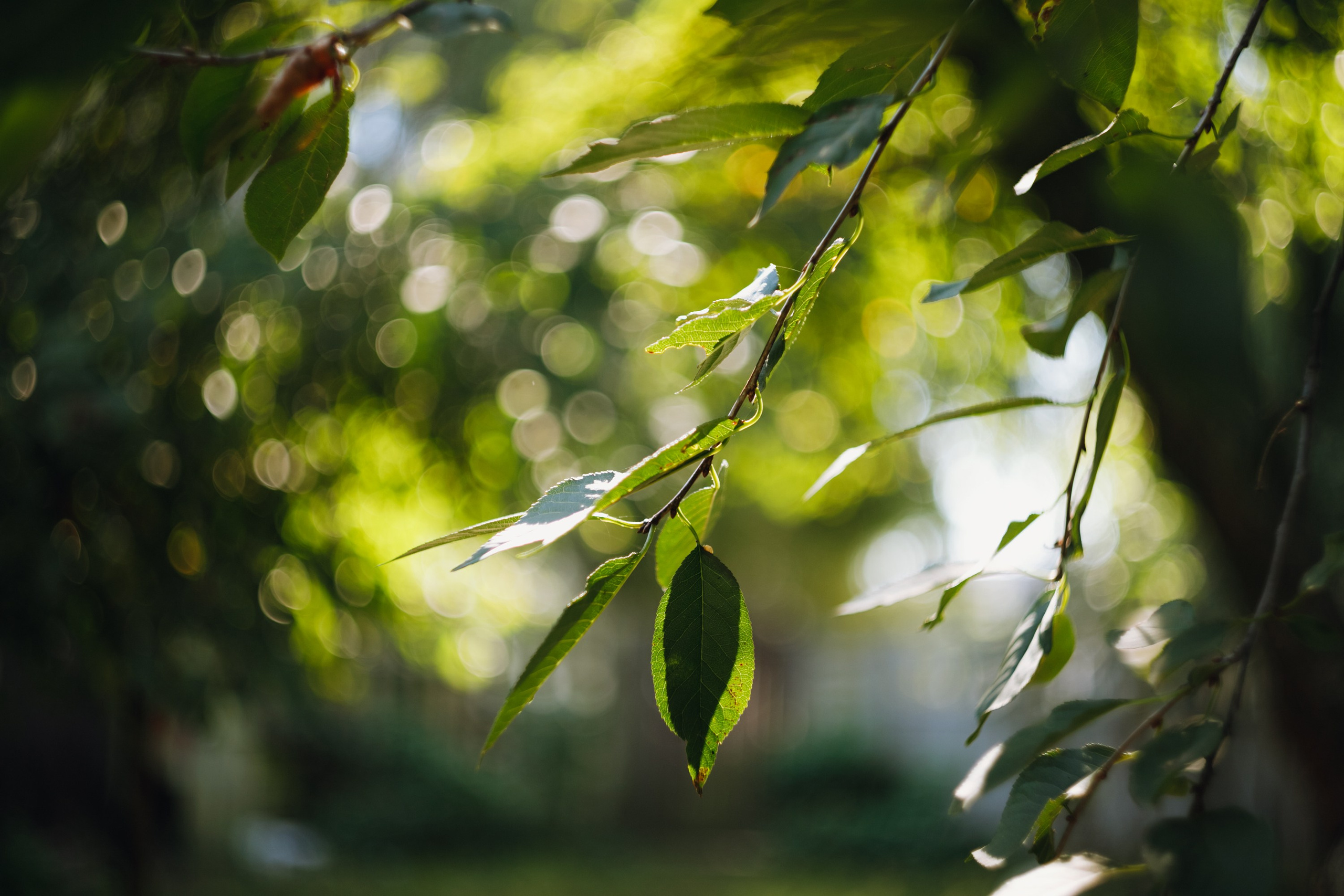 Grandmother's home in Brest. Kaja | fotograf we Wrocławiu | ludzie i psy
