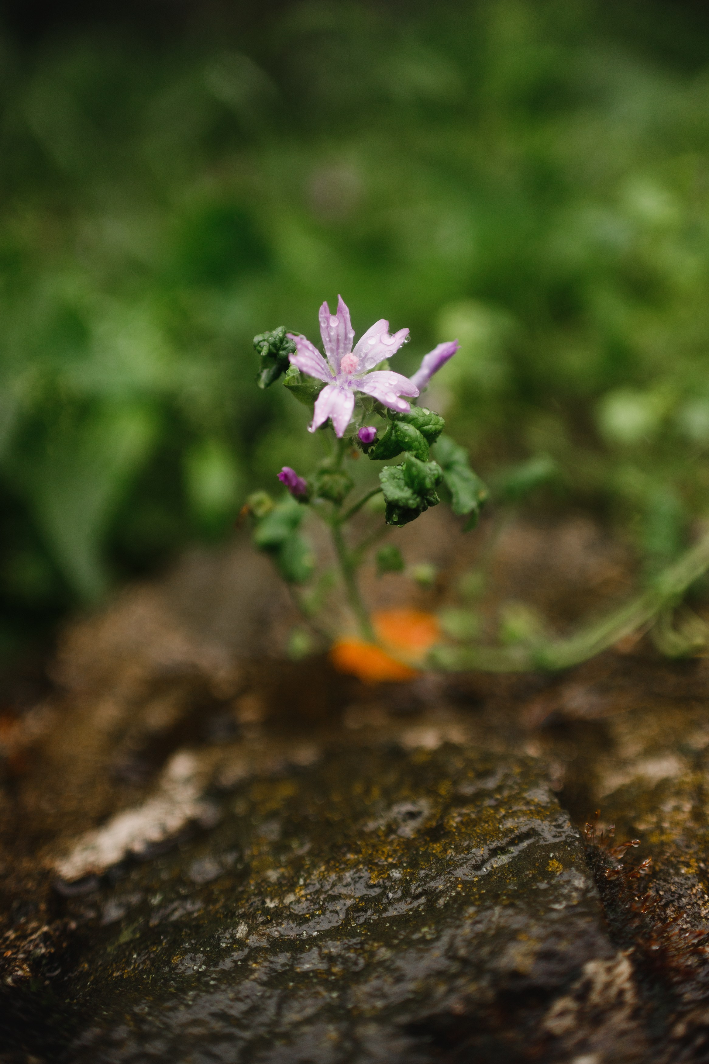 Zamek Grodziec. Kaja | fotograf psów we Wrocławiu
