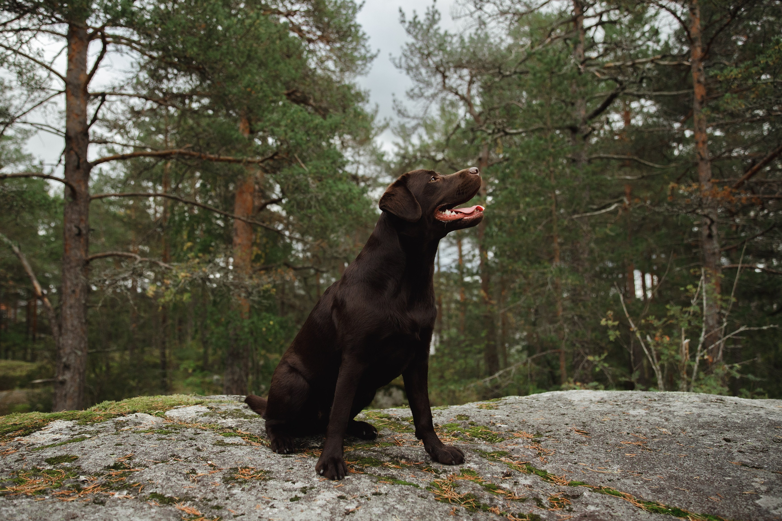Finnish mossy hills. Kaja | fotograf psów we Wrocławiu