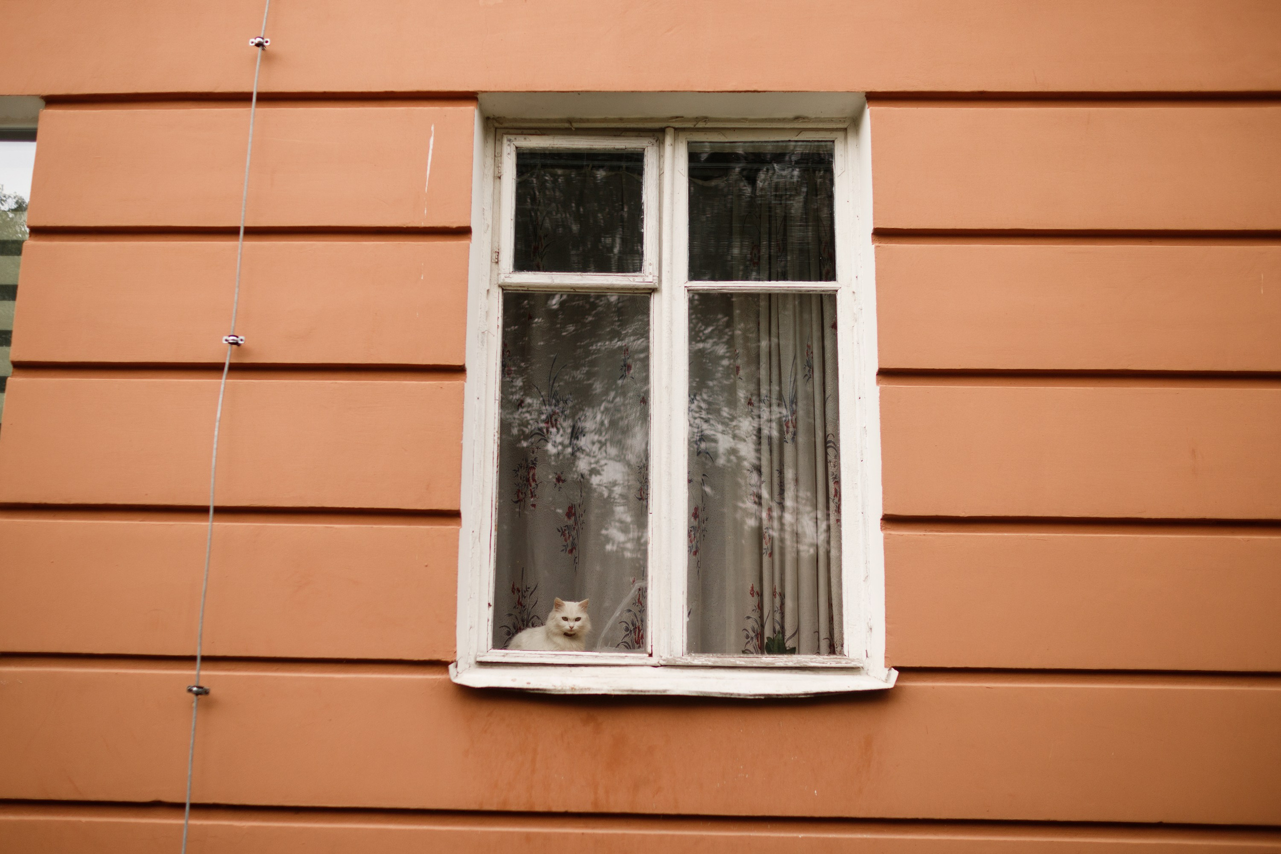 Grodno. Kaja | fotograf we Wrocławiu | ludzie i psy