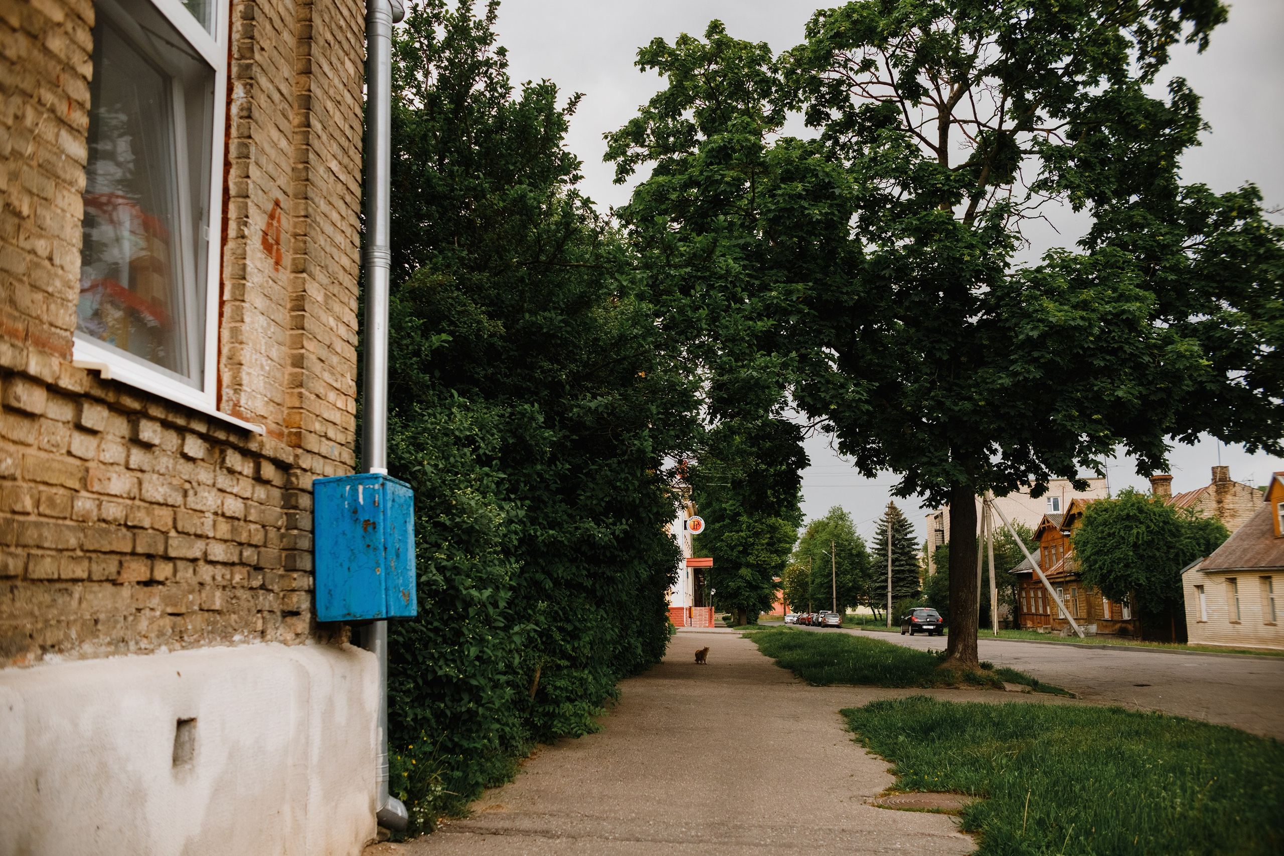 Grodno. Kaja | fotograf we Wrocławiu | ludzie i psy