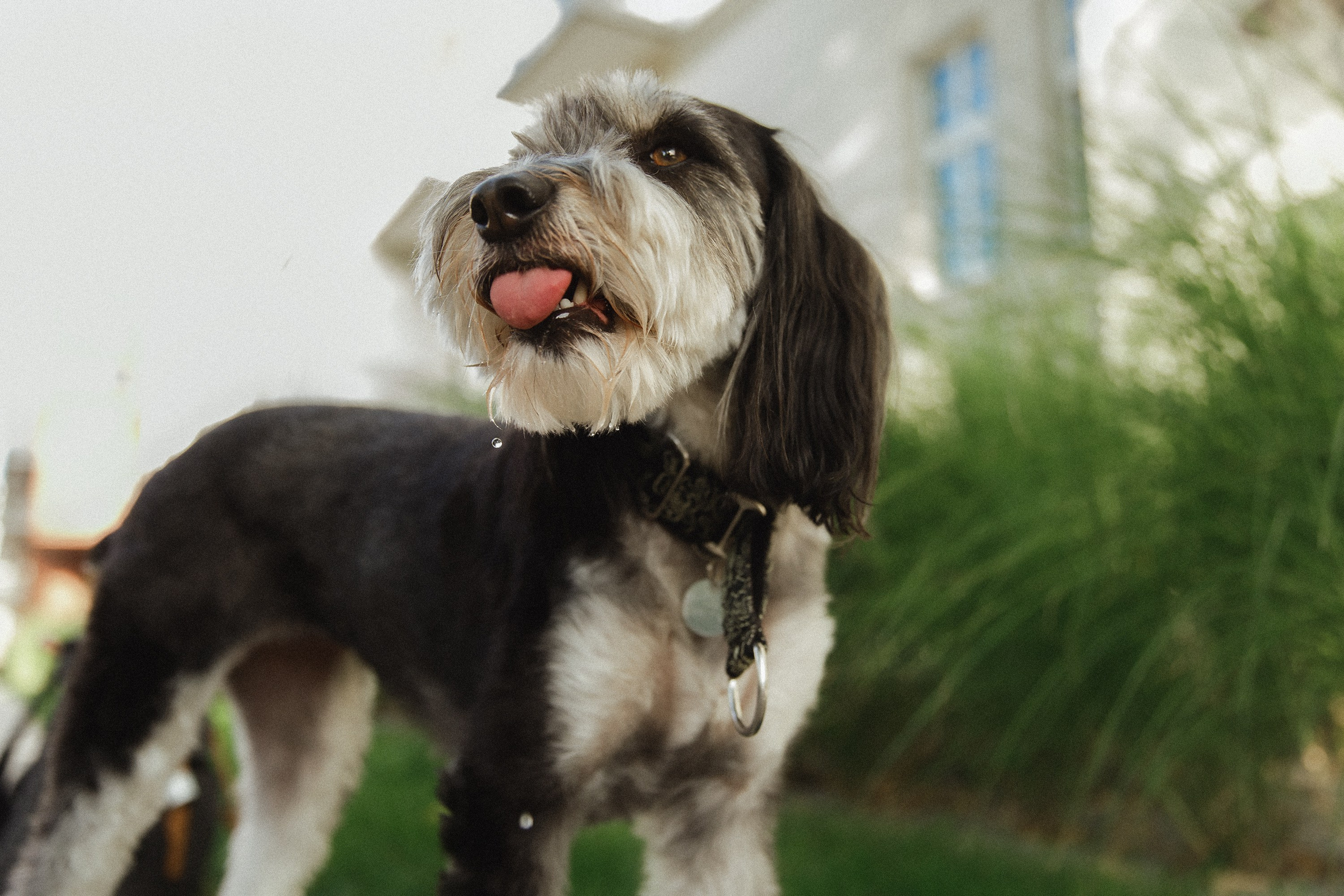 Lera & Flora. Kaja | fotograf we Wrocławiu | ludzie i psy
