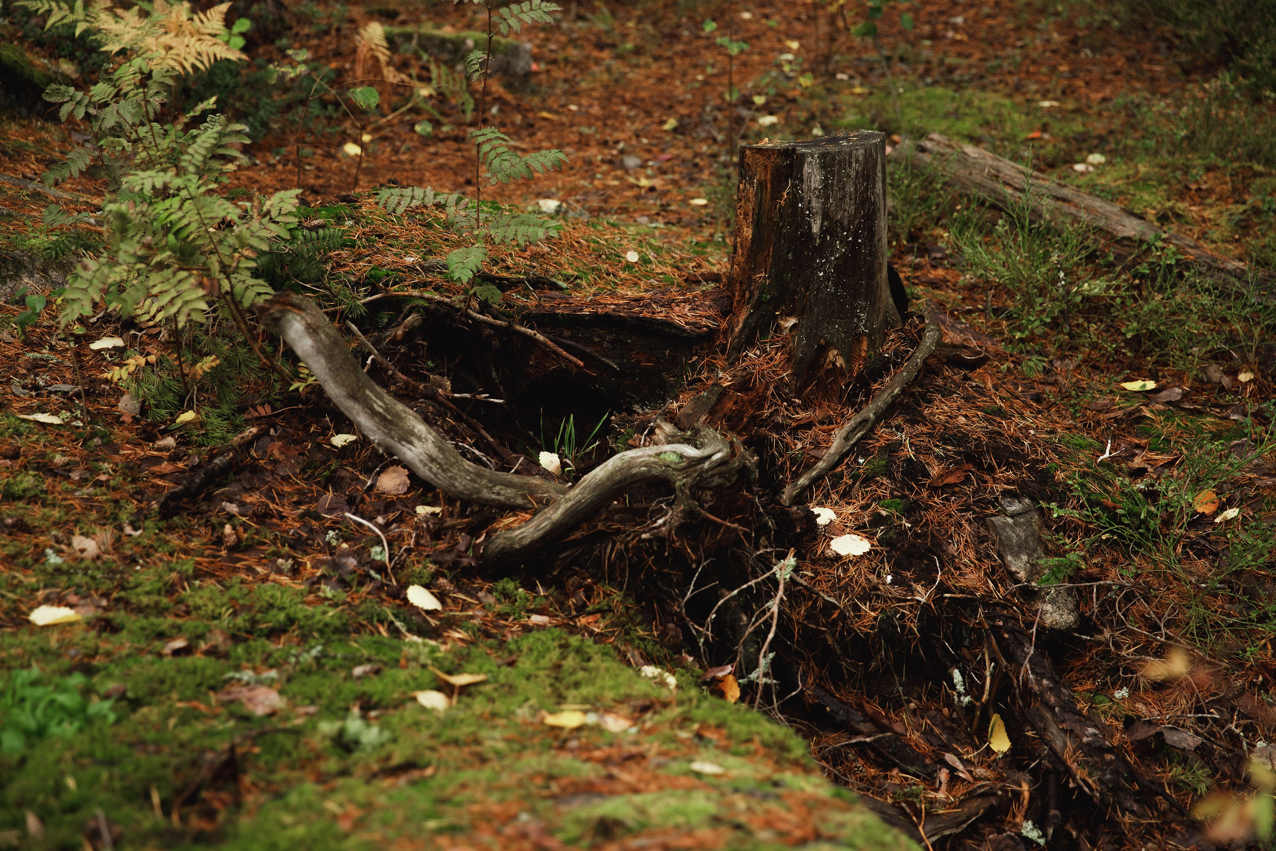 Turku. Kaja | fotograf psów we Wrocławiu