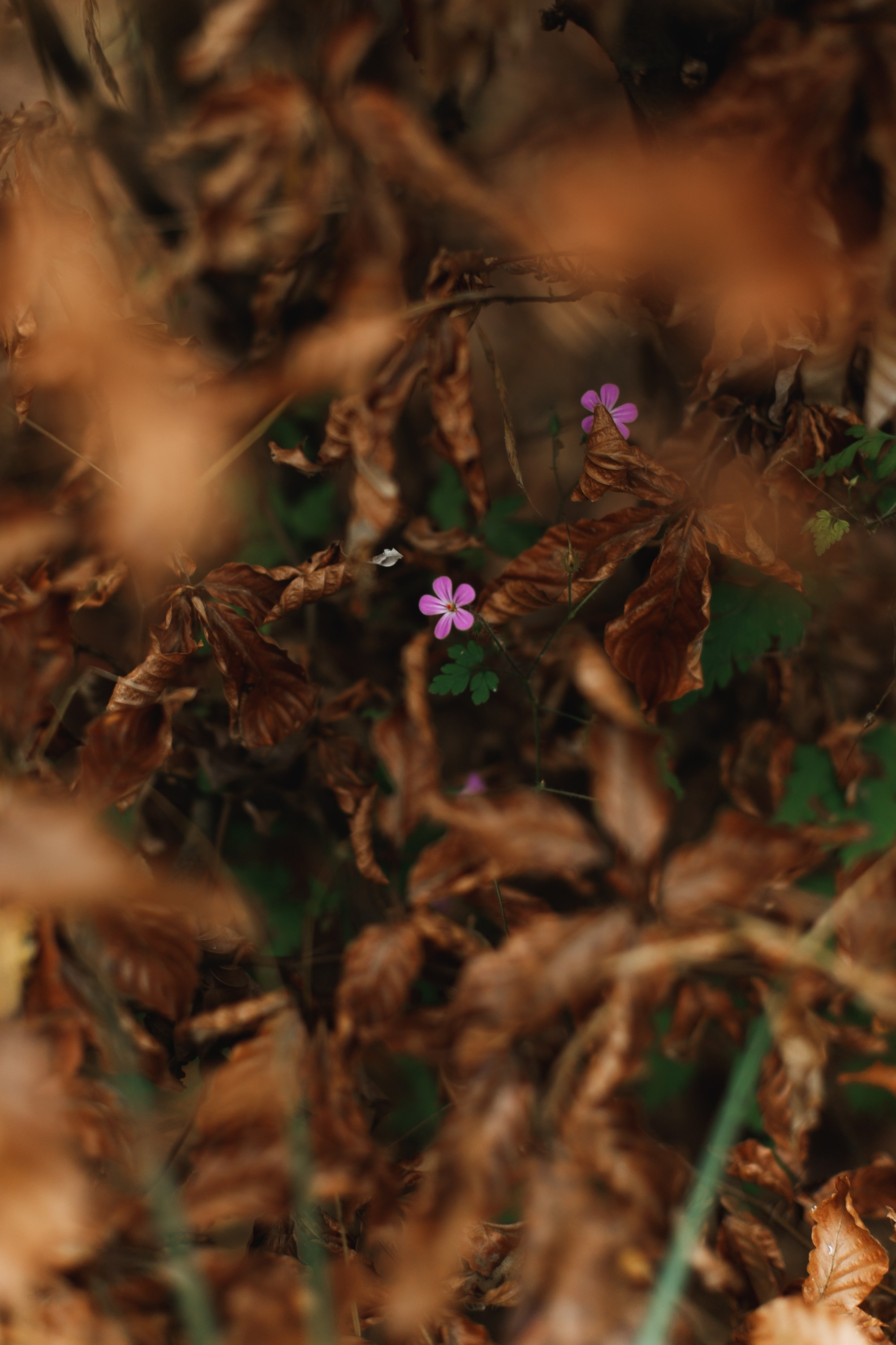 Sowie góry. Kaja | fotograf we Wrocławiu | ludzie i psy