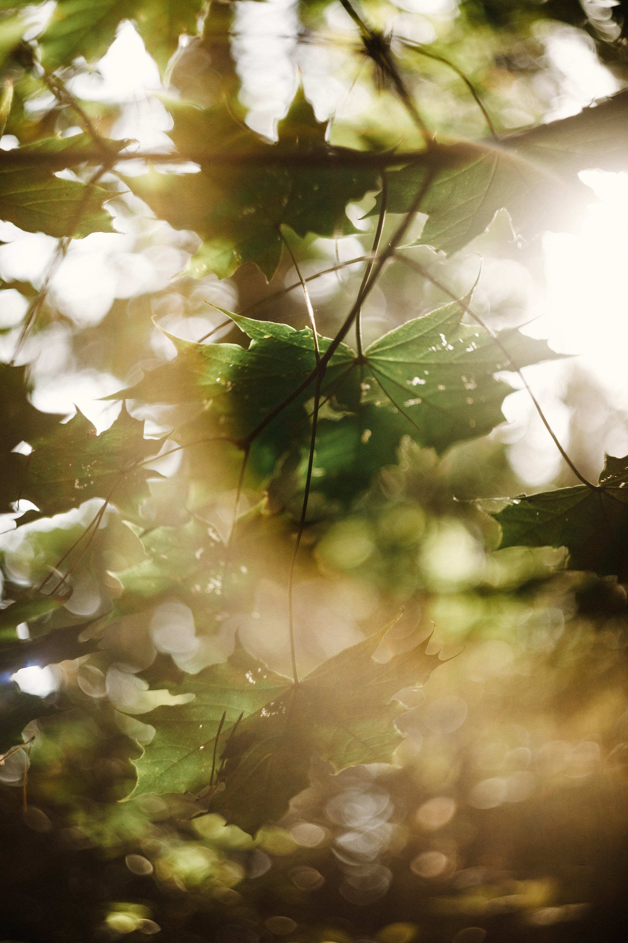 Grodno. Kaja | fotograf we Wrocławiu | ludzie i psy