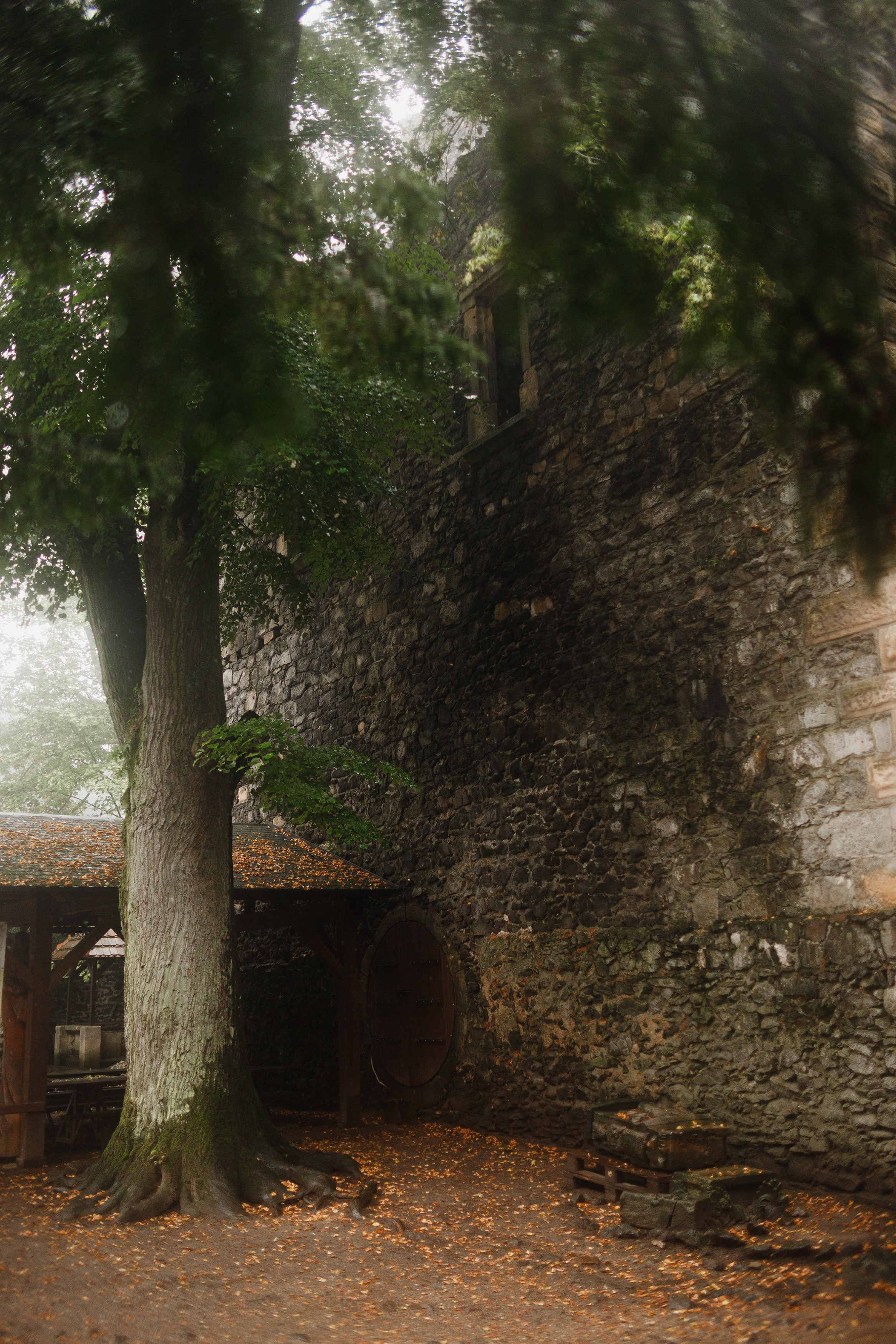 Zamek Grodziec. Kaja | fotograf psów we Wrocławiu