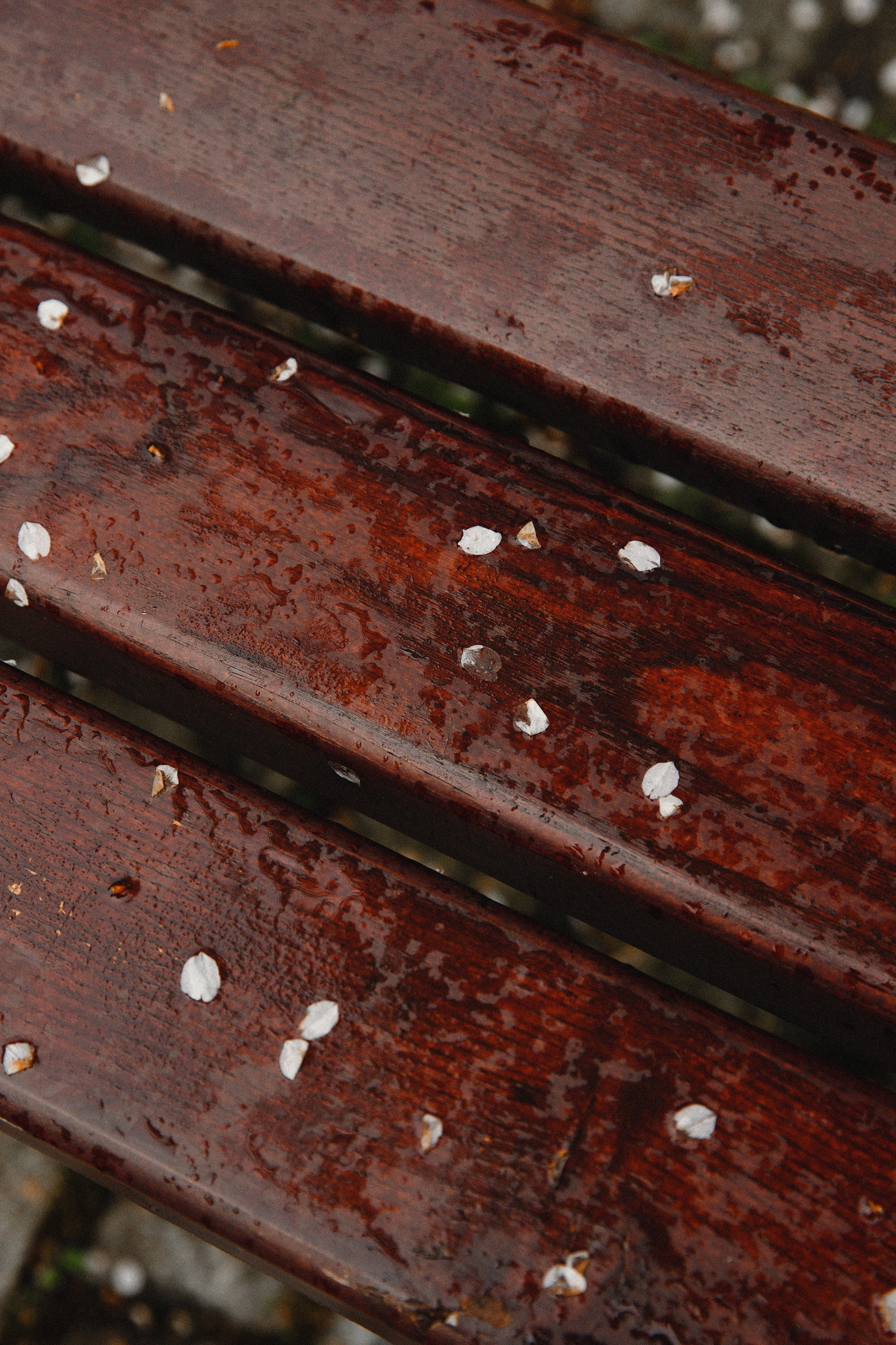 Botanical garden in Wroclaw. Kaja | fotograf we Wrocławiu | ludzie i psy